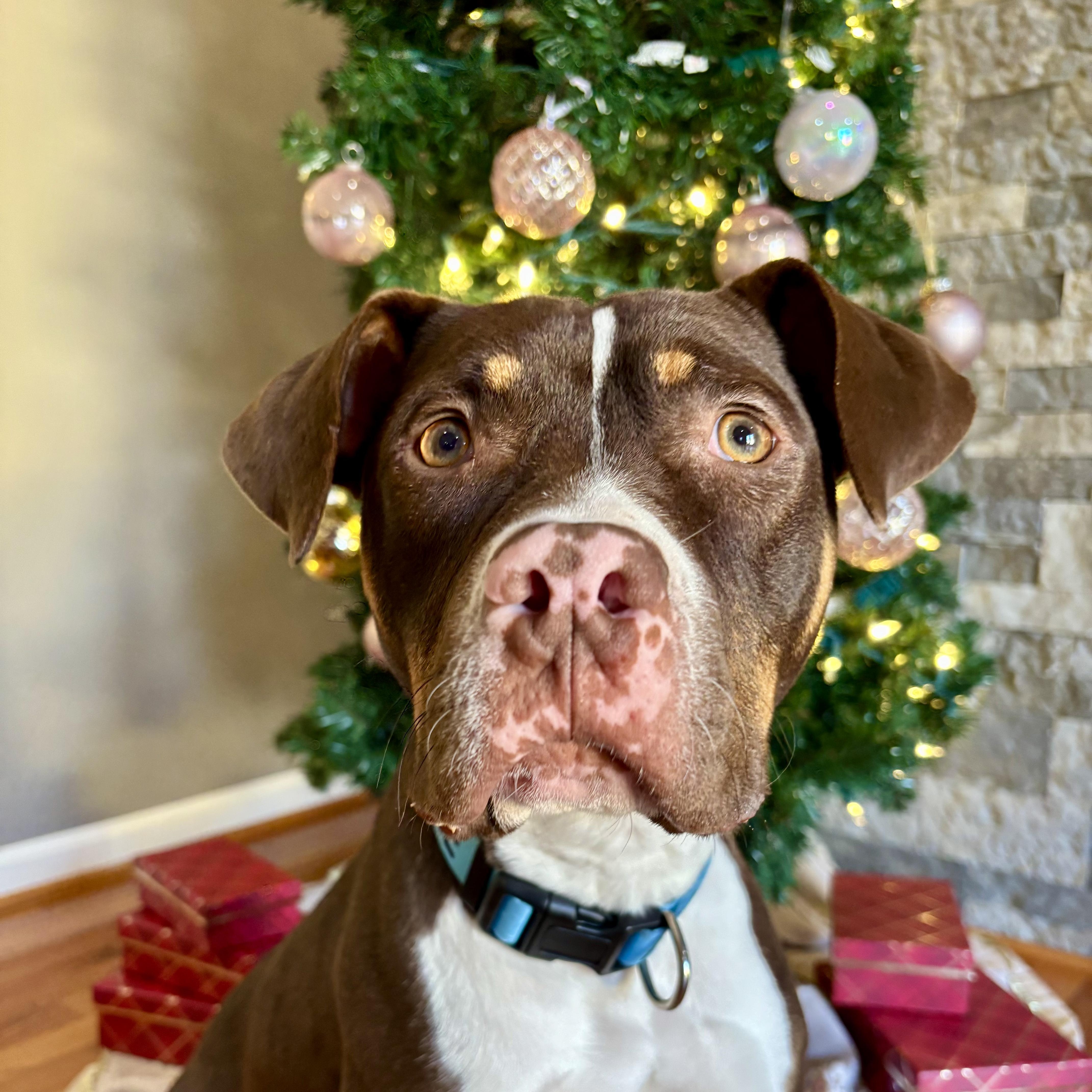 Enlarge Waylon, a Adoptable mixed breed in Murphysboro, IL image 6/6