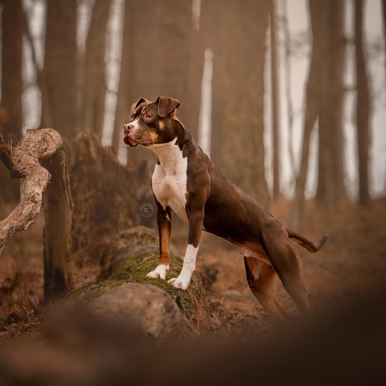 Enlarge Waylon, an adopted mixed breed in Murphysboro, IL image 3/6