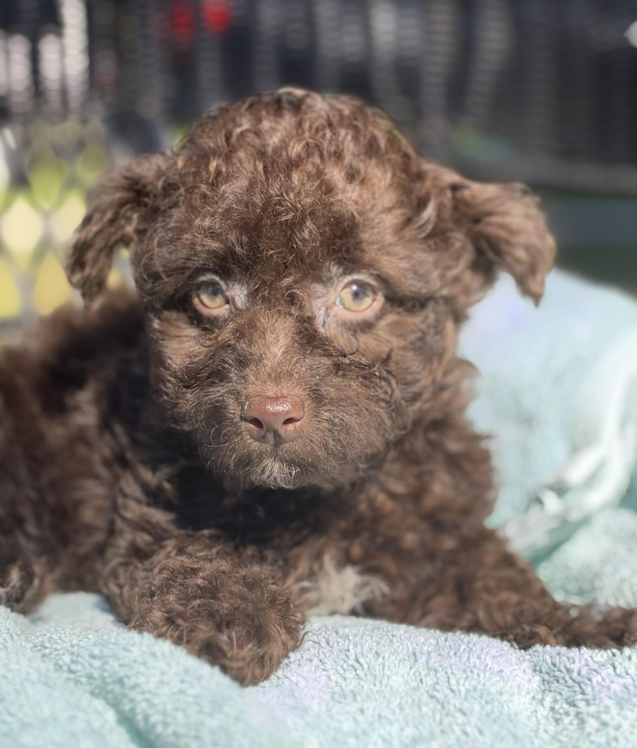Drum, Adopted, Puppy Male Mixed Breed.