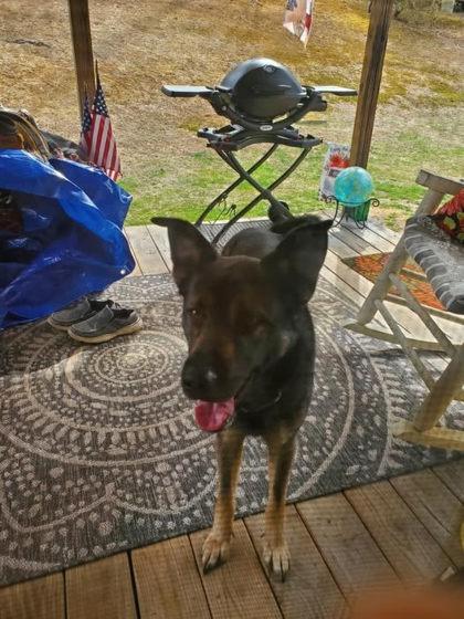 Enlarge Canterbury, a Adoptable mixed breed in Spruce Pine, NC image 1/1