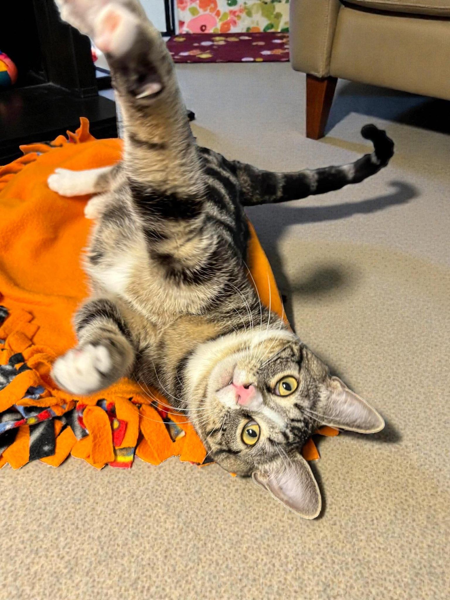 Enlarge Twist, a Adopted Domestic Short Hair in Champaign, IL image 3/3