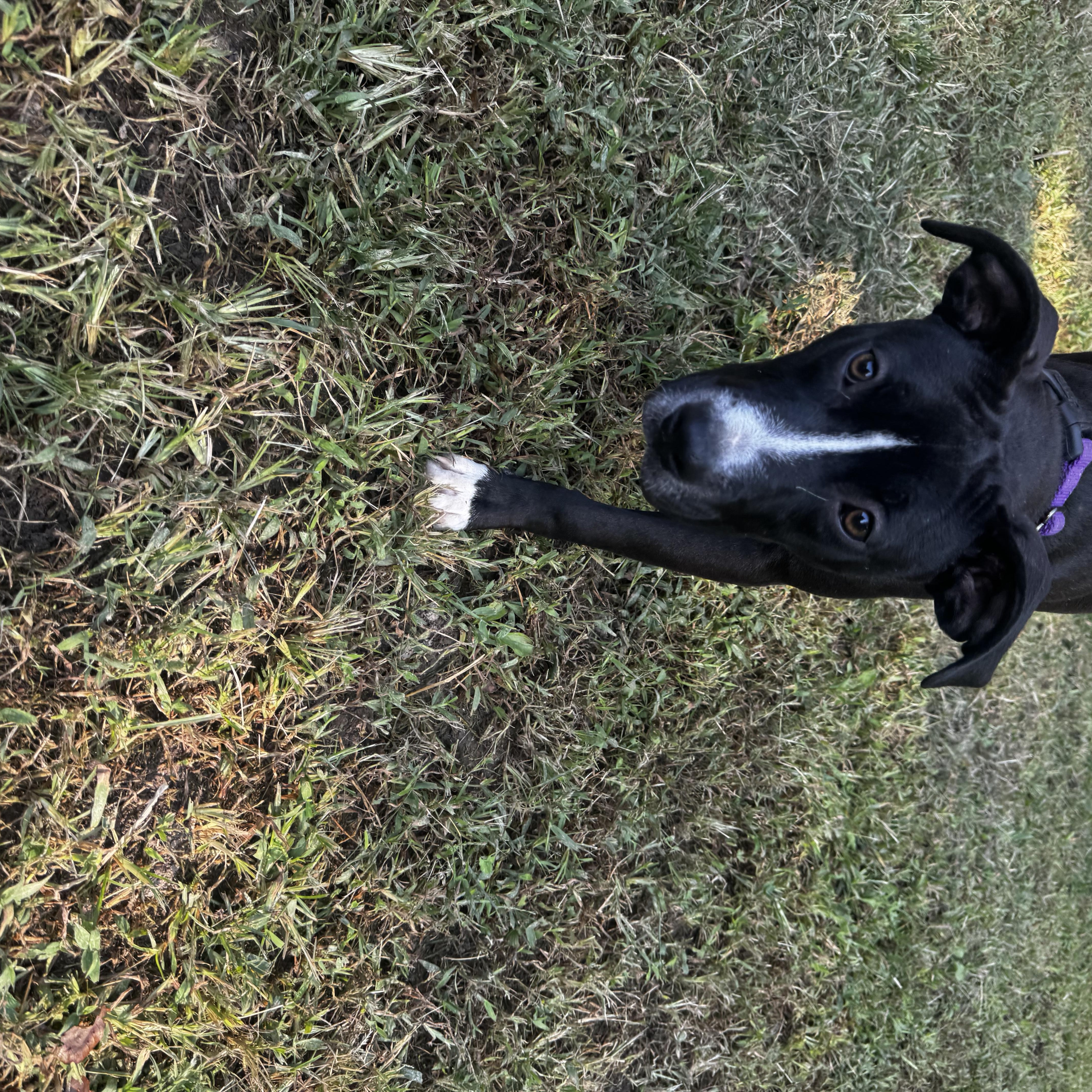 Enlarge Bart, a Adoptable mixed breed in Mount Juliet, TN image 6/6