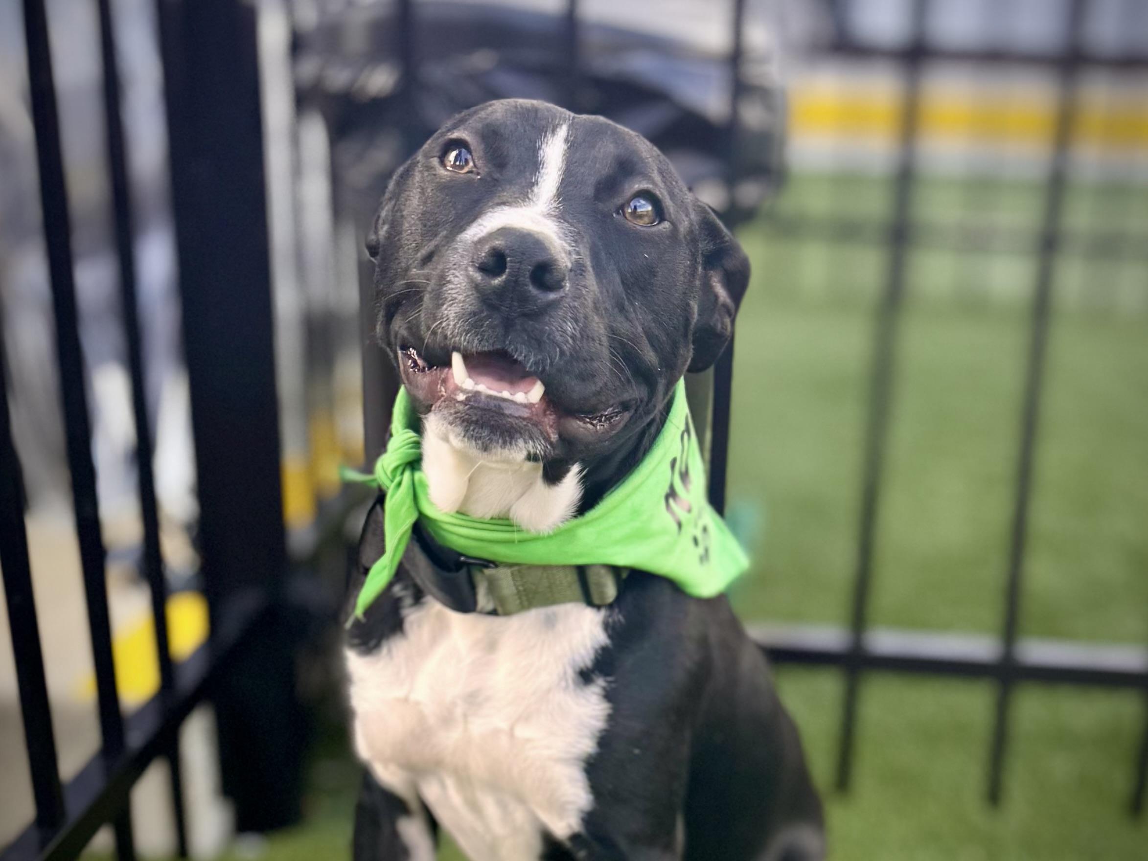 Enlarge Bart, a Adoptable mixed breed in Mount Juliet, TN image 1/6