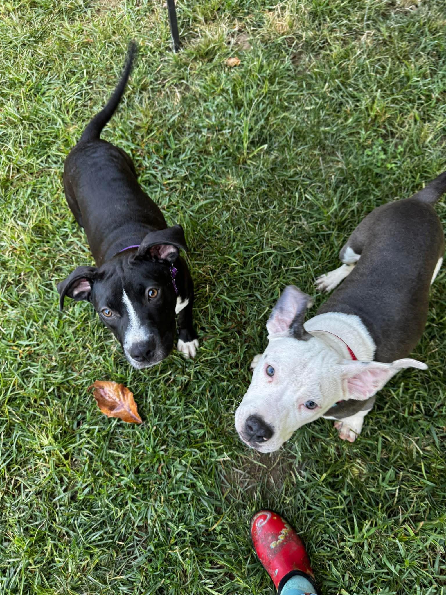 Enlarge Bart, a Adoptable mixed breed in Mount Juliet, TN image 4/6