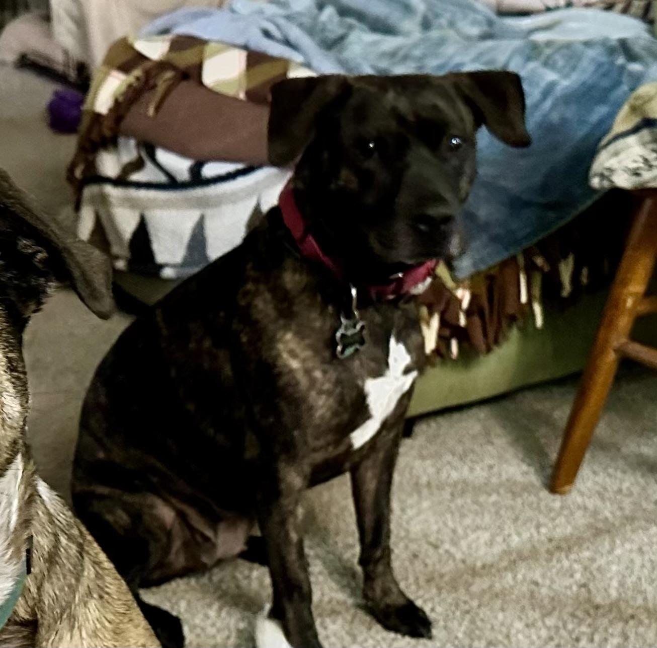 Enlarge Bart, a Adoptable mixed breed in Mount Juliet, TN image 5/6