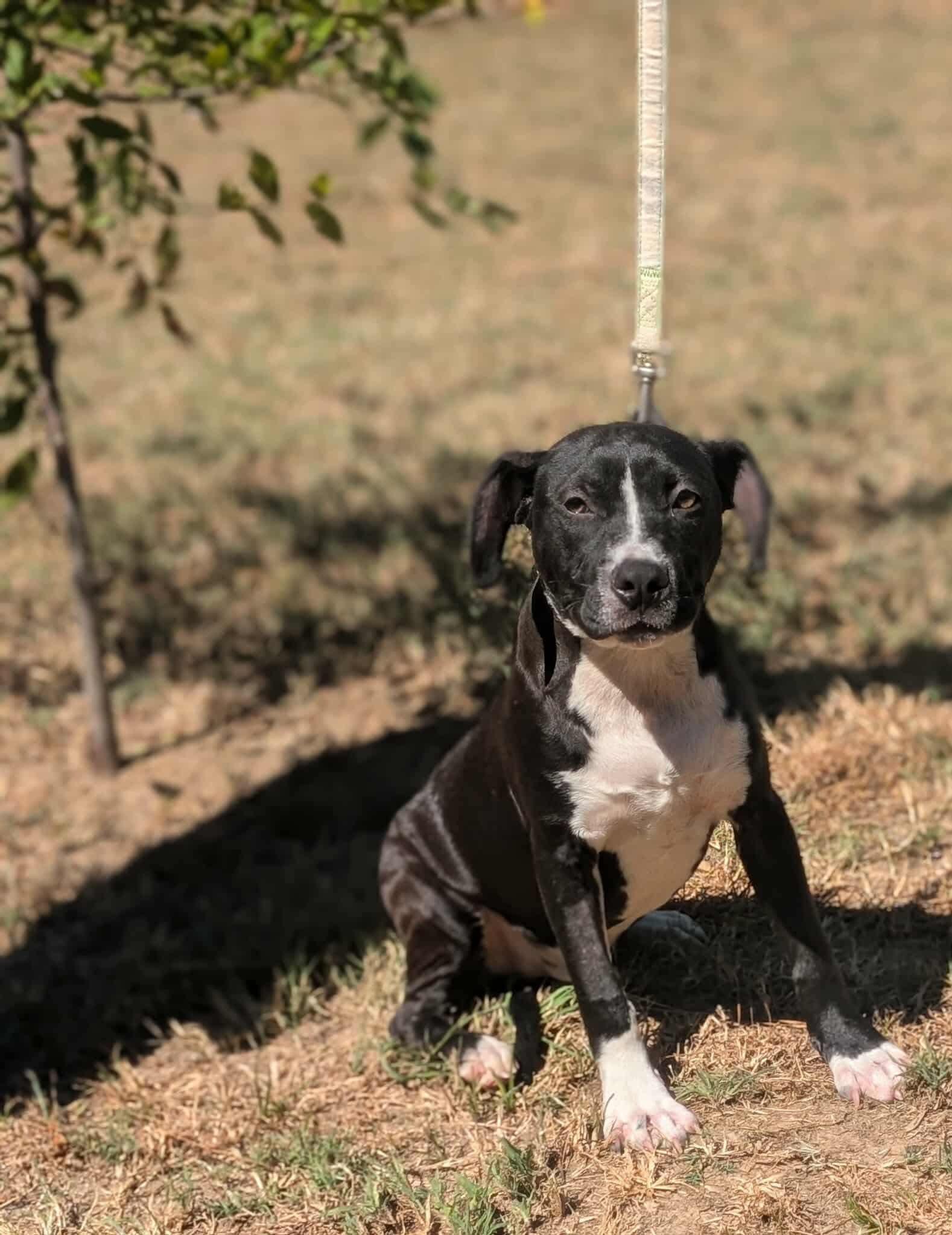 Enlarge Bart, a Adoptable mixed breed in Mount Juliet, TN image 5/6