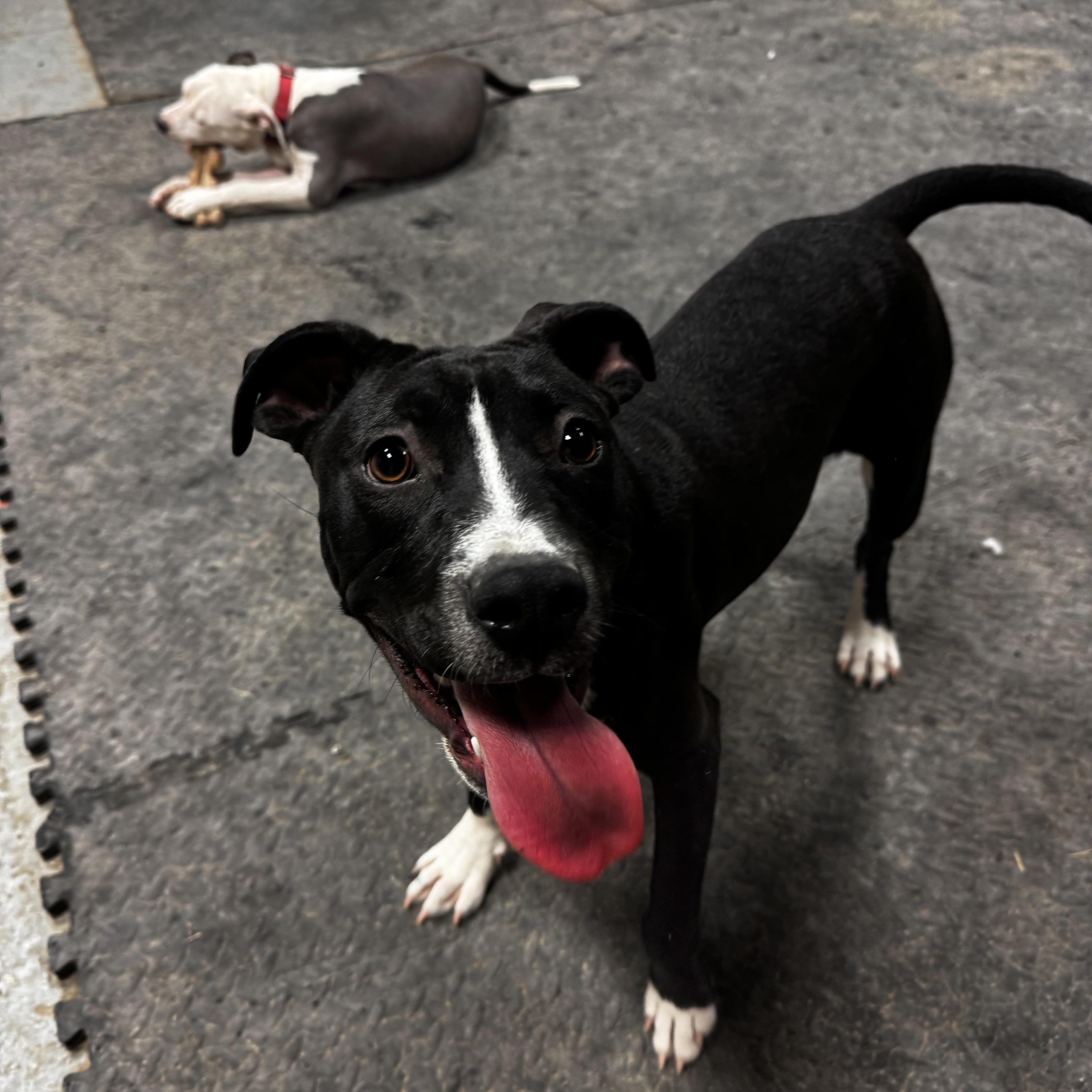 Enlarge Bart, a Adoptable mixed breed in Mount Juliet, TN image 2/6