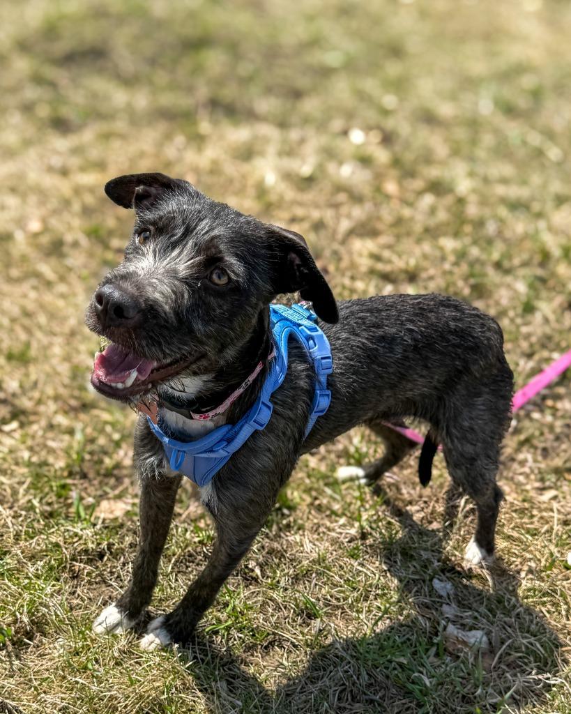 Truffa, Adoptable, Young Female Terrier.