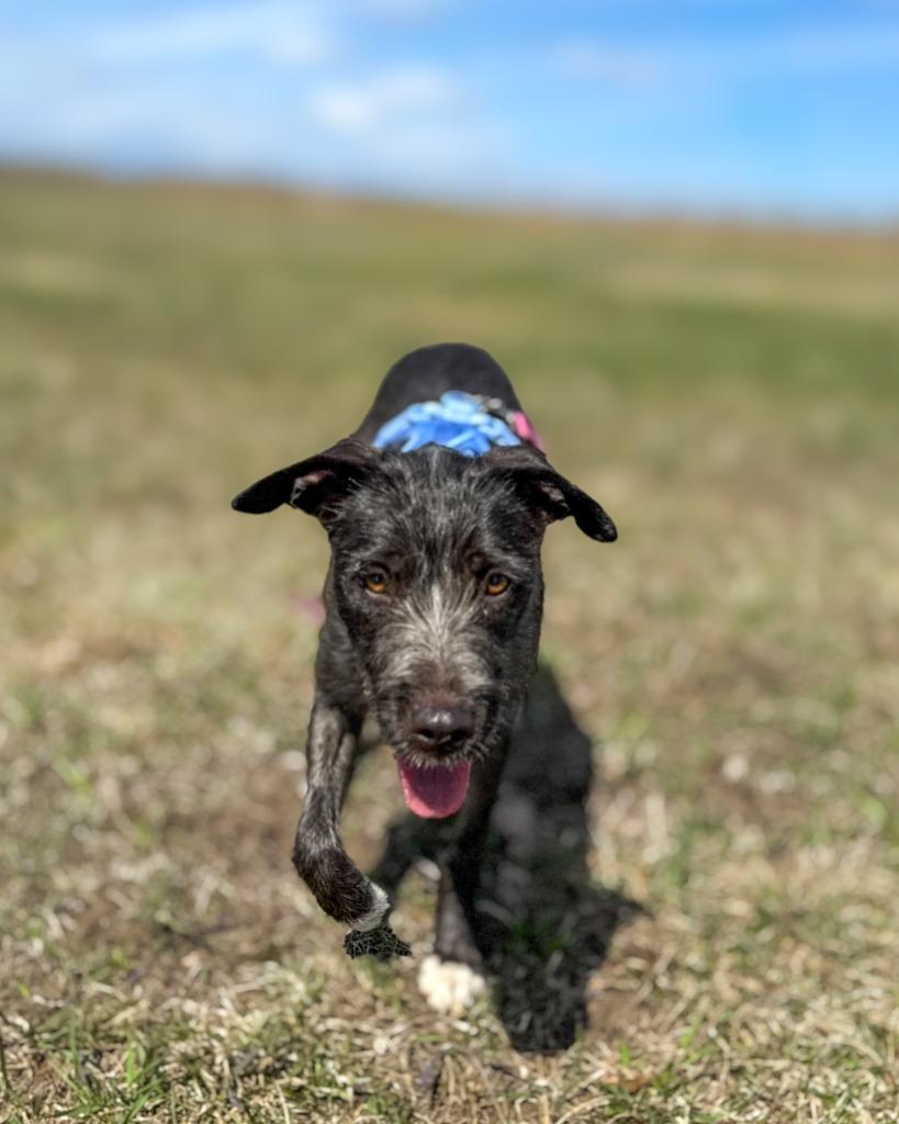 Enlarge Truffa, a Adoptable Terrier in Calgary, AB image 2/5