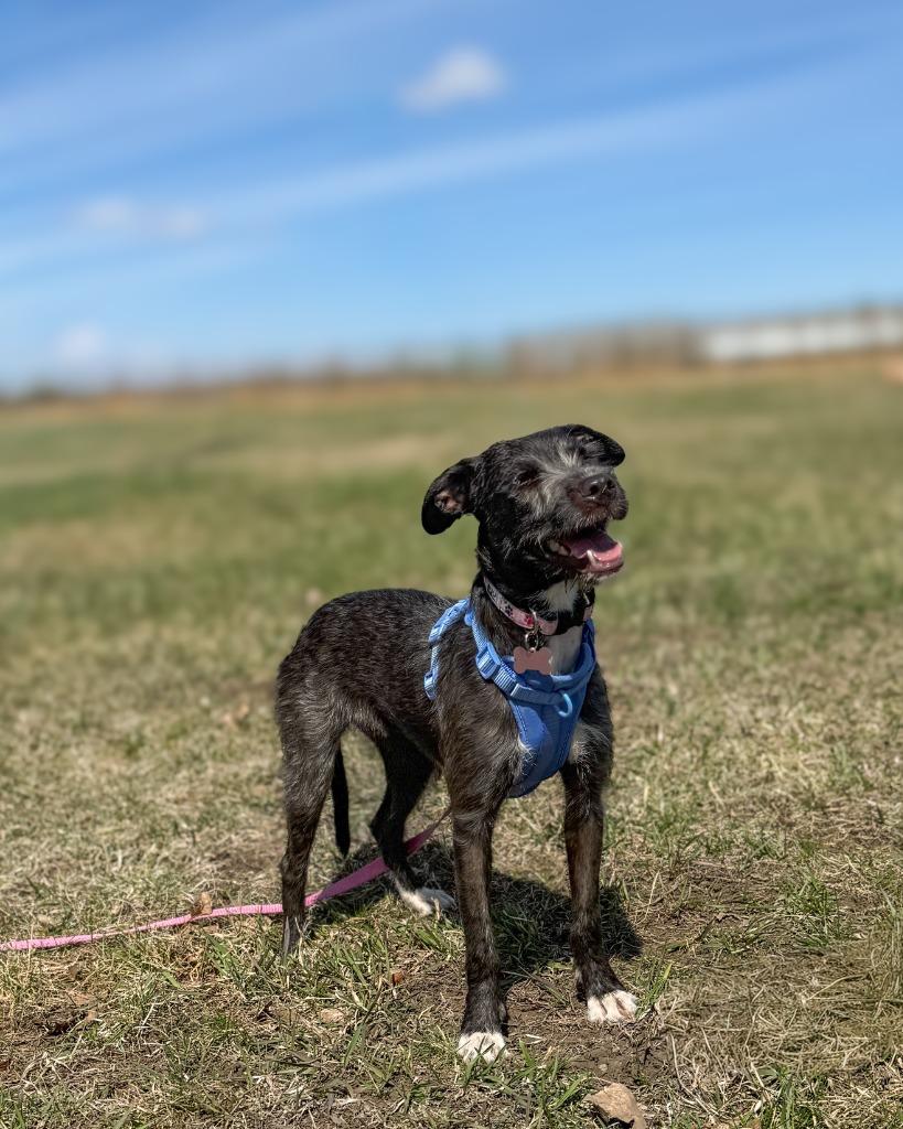Enlarge Truffa, a Adoptable Terrier in Calgary, AB image 3/5