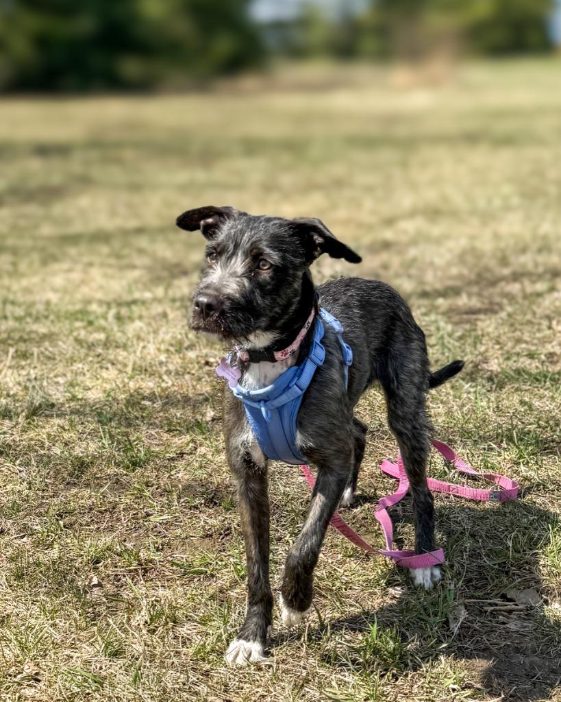 Enlarge Truffa, a Adoptable Terrier in Calgary, AB image 5/5