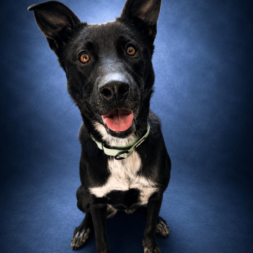 Enlarge Zara, a Adoptable mixed breed in Newport, TN image 1/6