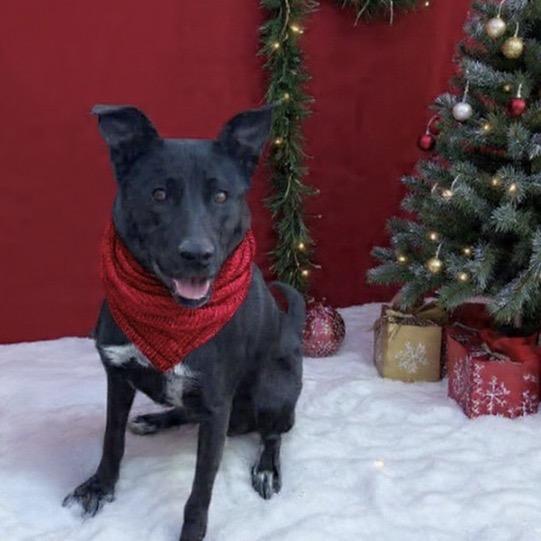 Enlarge Zara, a Adoptable Black Labrador Retriever in Newport, TN image 1/6