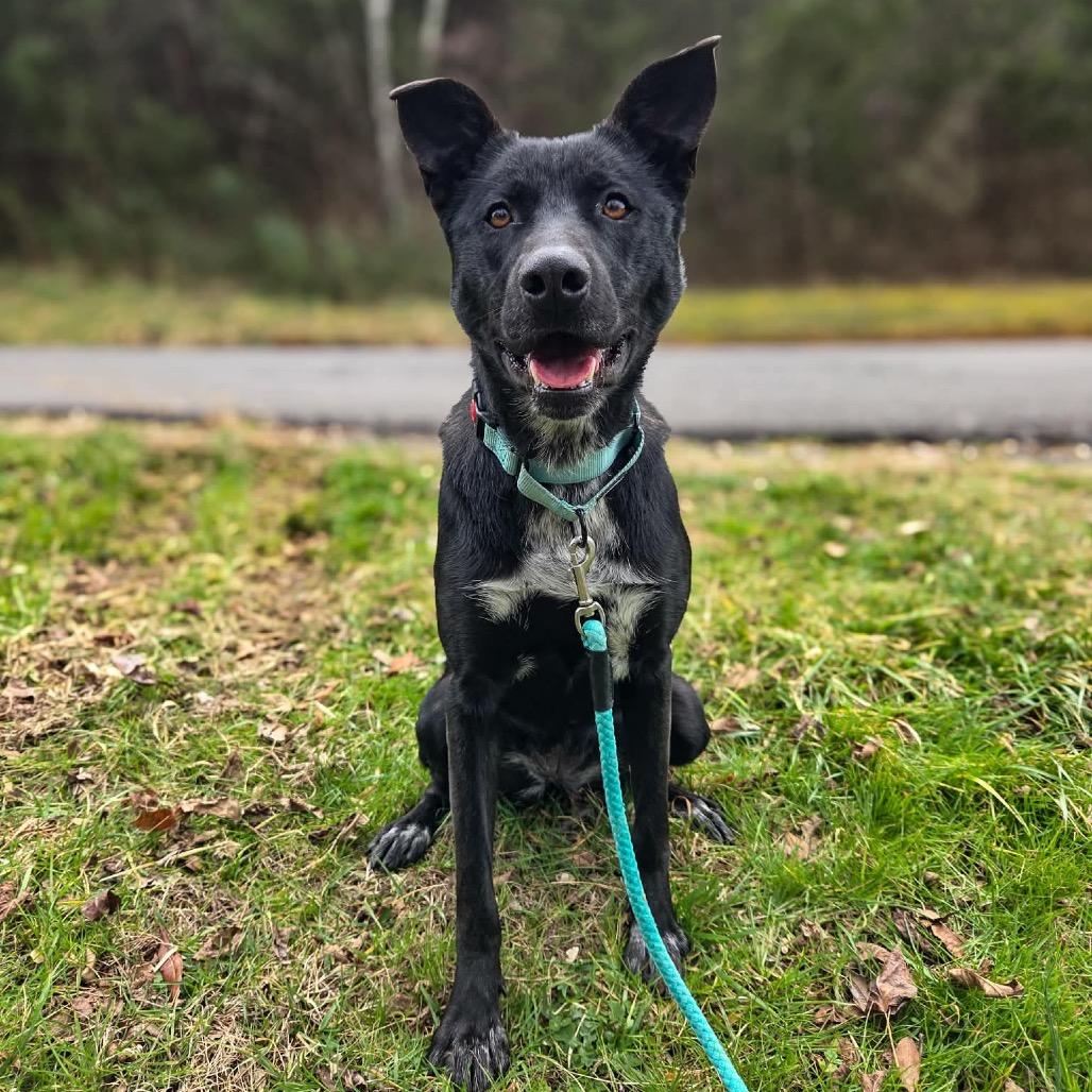 Enlarge Zara, a Adoptable Black Labrador Retriever in Newport, TN image 3/6