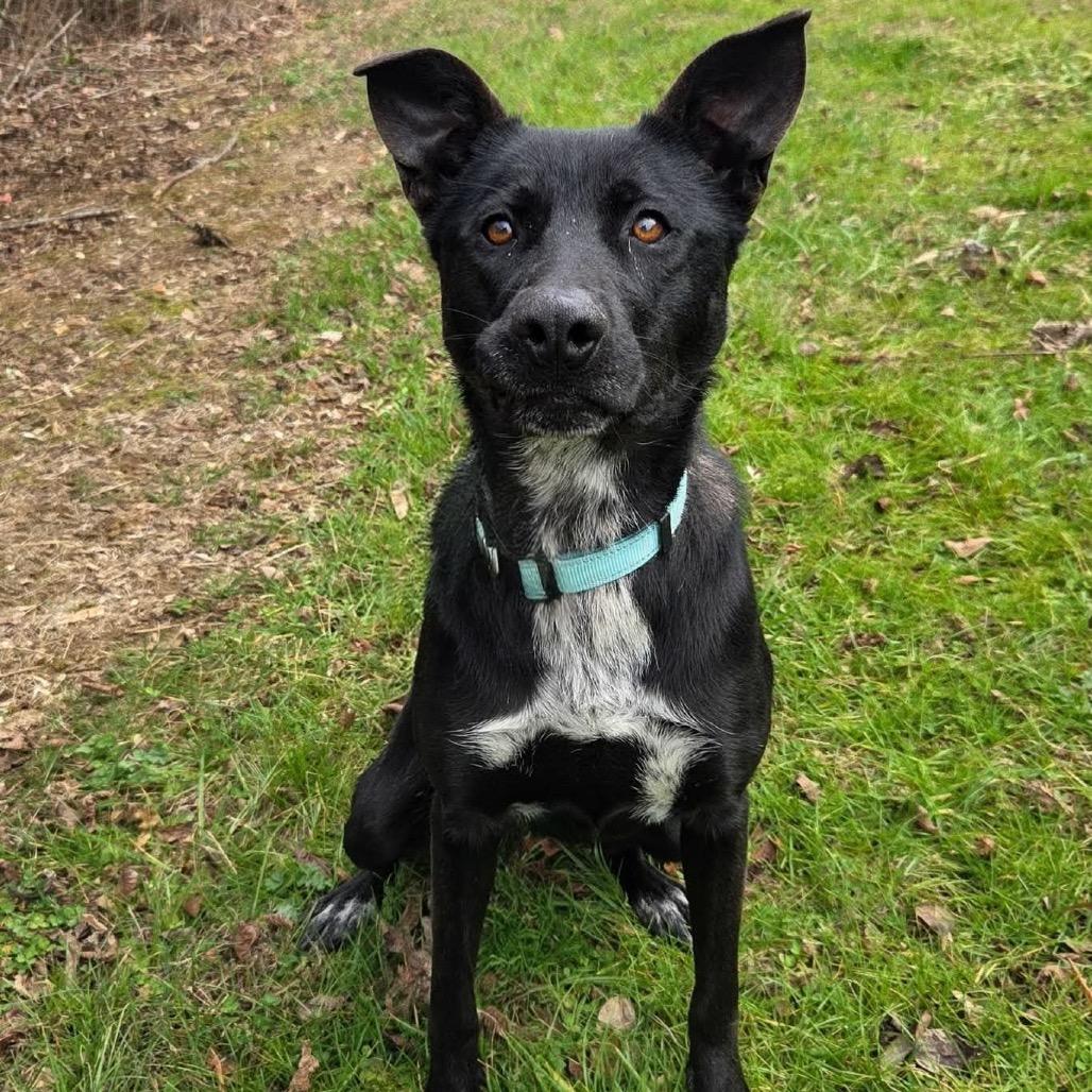 Enlarge Zara, a Adoptable Black Labrador Retriever in Newport, TN image 4/6