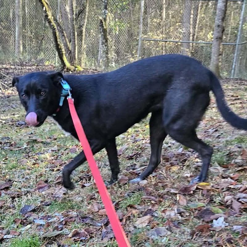 Enlarge Zara, a Adoptable Black Labrador Retriever in Newport, TN image 5/6