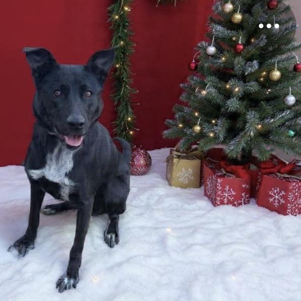 Enlarge Zara, a Adoptable Black Labrador Retriever in Newport, TN image 6/6