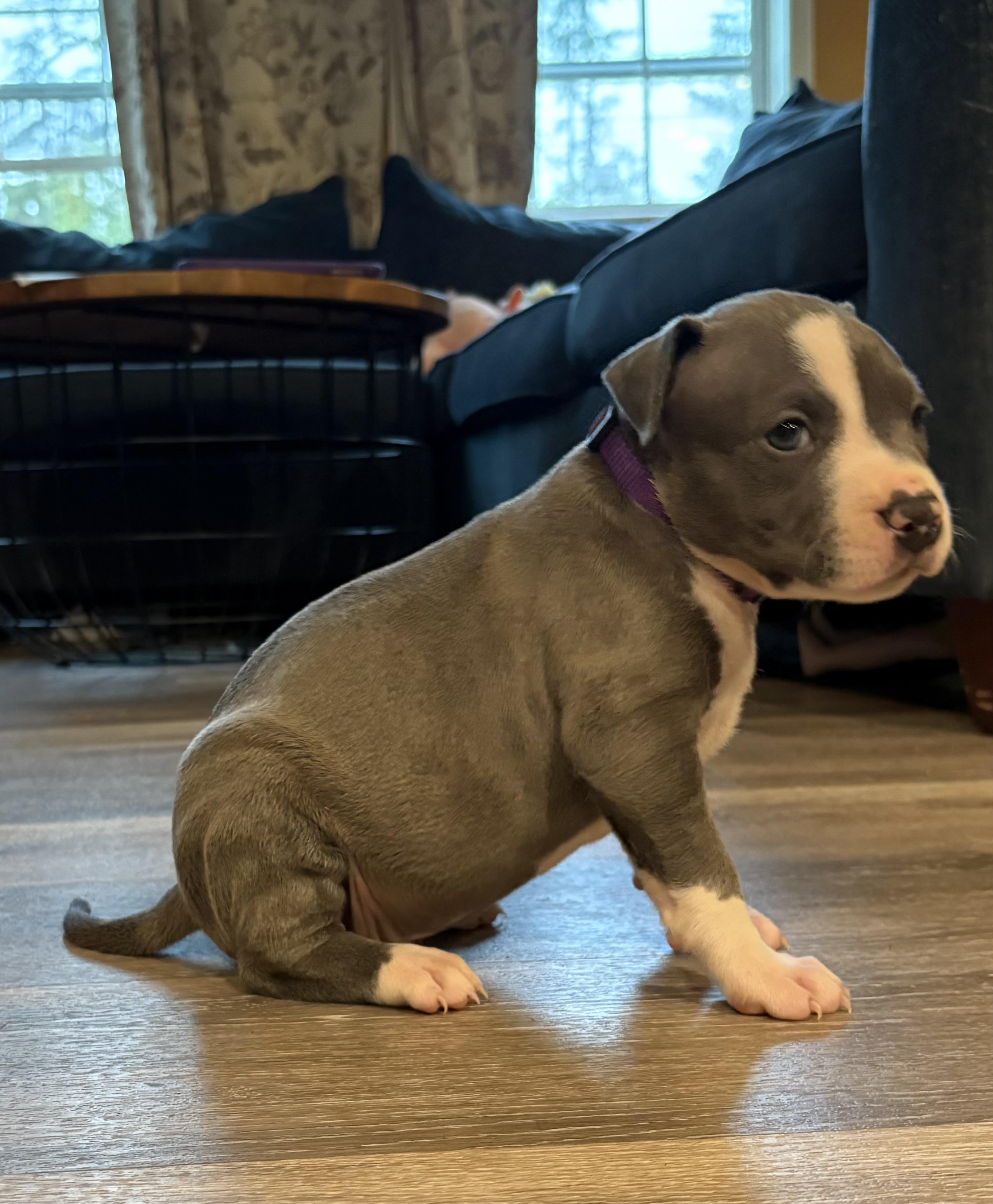 Enlarge Maple (Mama Glorias Cozy Crew litter), an adopted mixed breed in Saratoga Springs, NY image 2/6