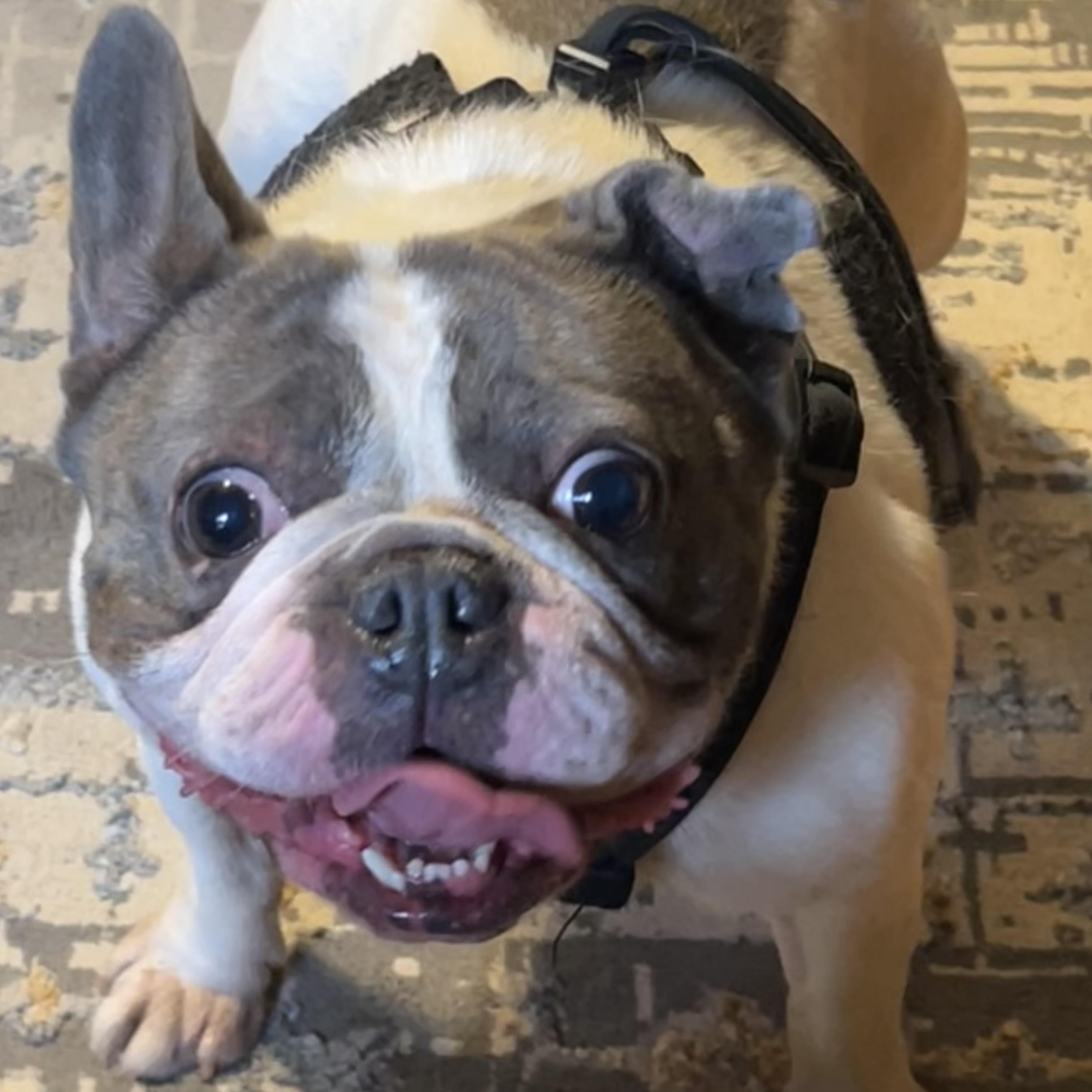 Enlarge Lillian, an adopted French Bulldog in Springfield, MO image 1/4