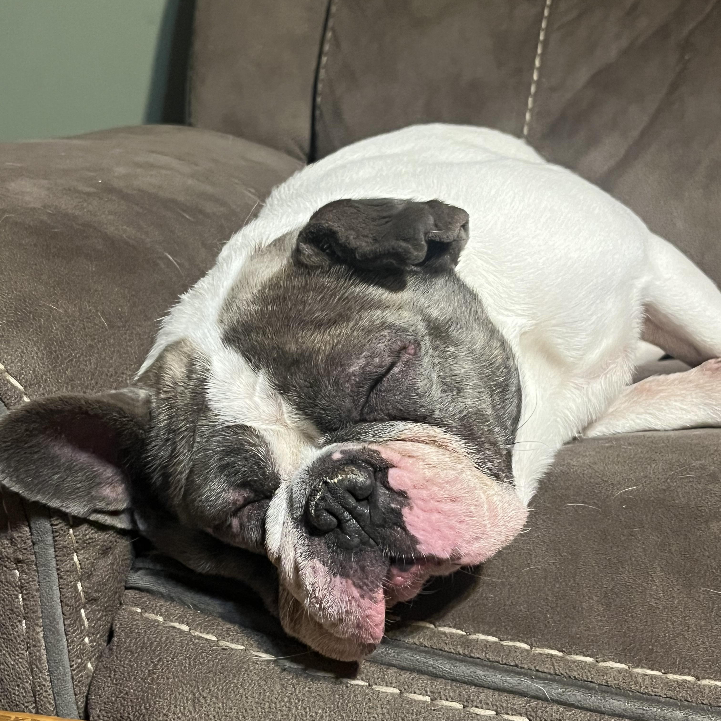 Enlarge Lillian, an adopted French Bulldog in Springfield, MO image 2/4