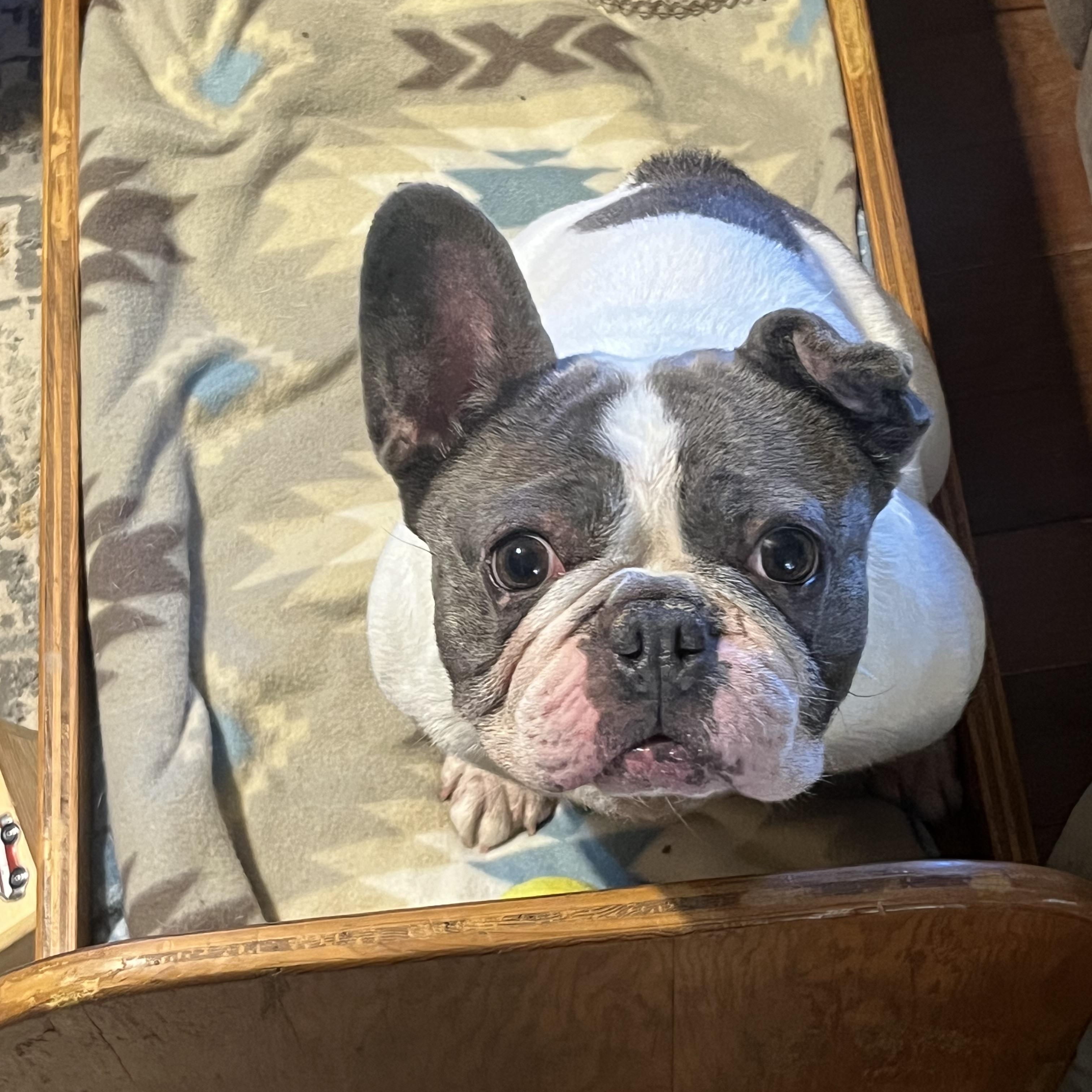 Enlarge Lillian, an adopted French Bulldog in Springfield, MO image 4/4