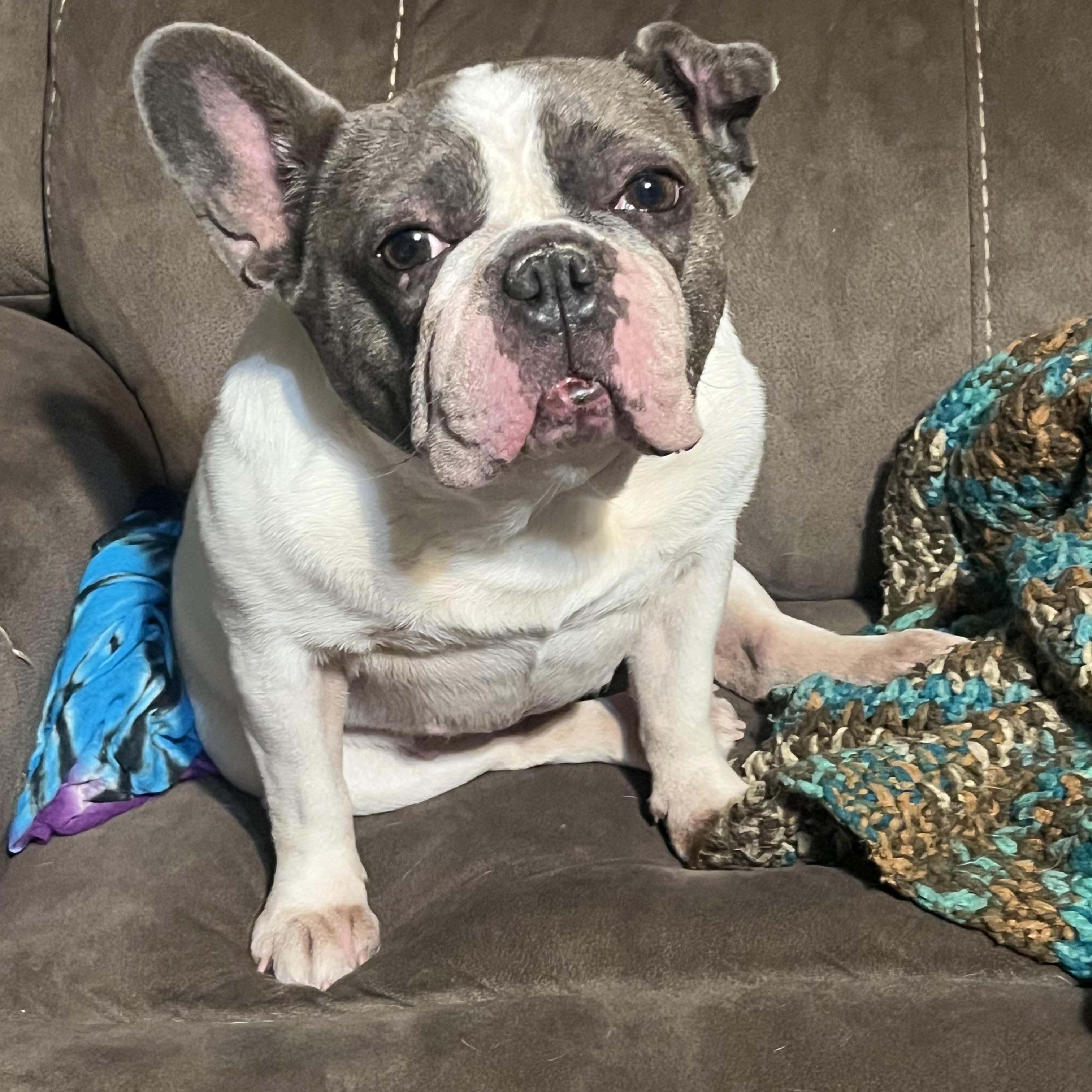 Enlarge Lillian, an adopted French Bulldog in Springfield, MO image 3/4