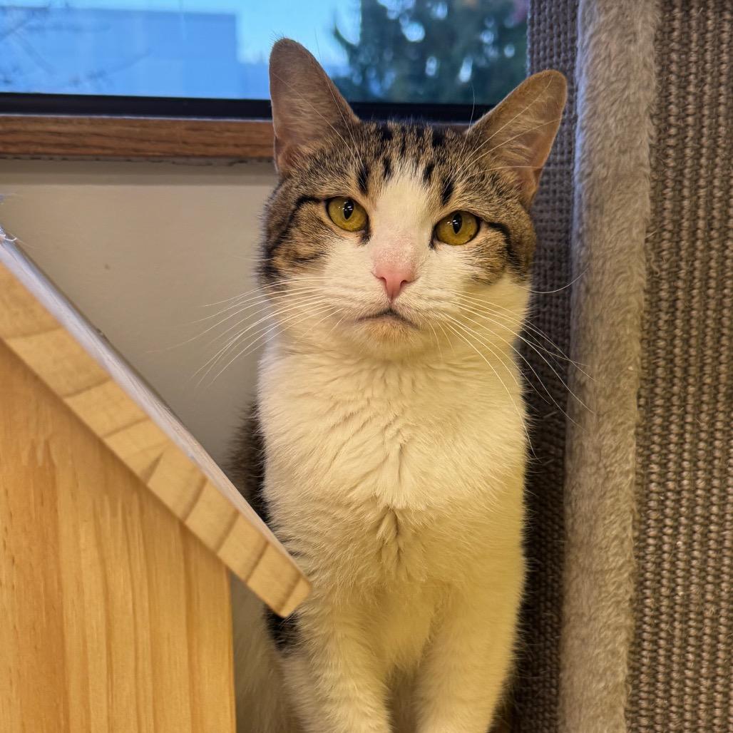 Griffin, a Adoptable Domestic Short Hair in Wheeling, IL image 1/6