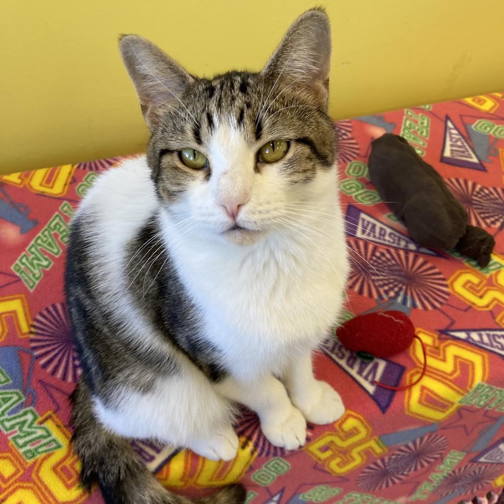 Enlarge Griffin, a Adoptable Domestic Short Hair in Wheeling, IL image 3/6
