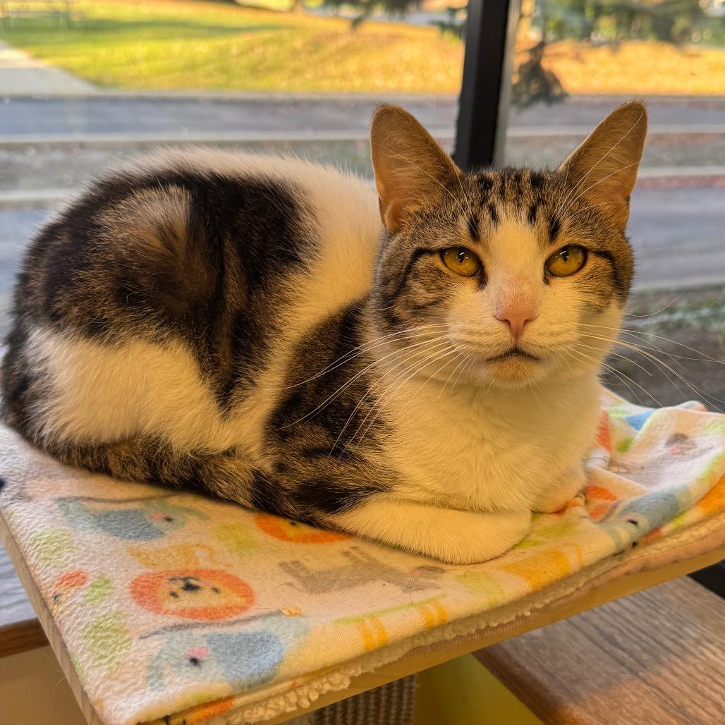 Griffin, a Adoptable Domestic Short Hair in Wheeling, IL image 4/6