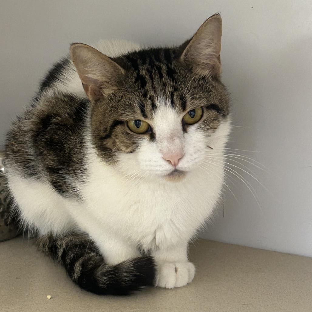 Griffin, a Adoptable Domestic Short Hair in Wheeling, IL image 6/6