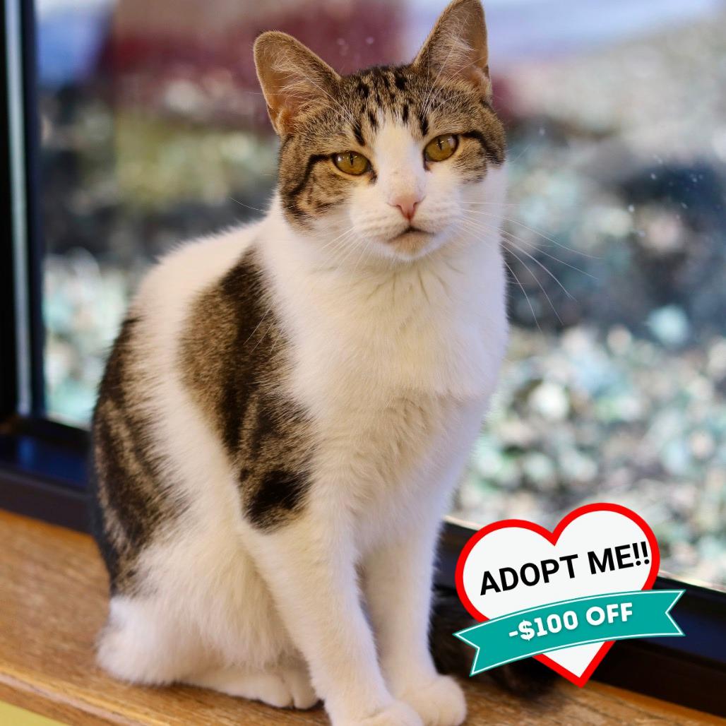 Enlarge Griffin, a Adoptable Domestic Short Hair in Wheeling, IL image 6/6