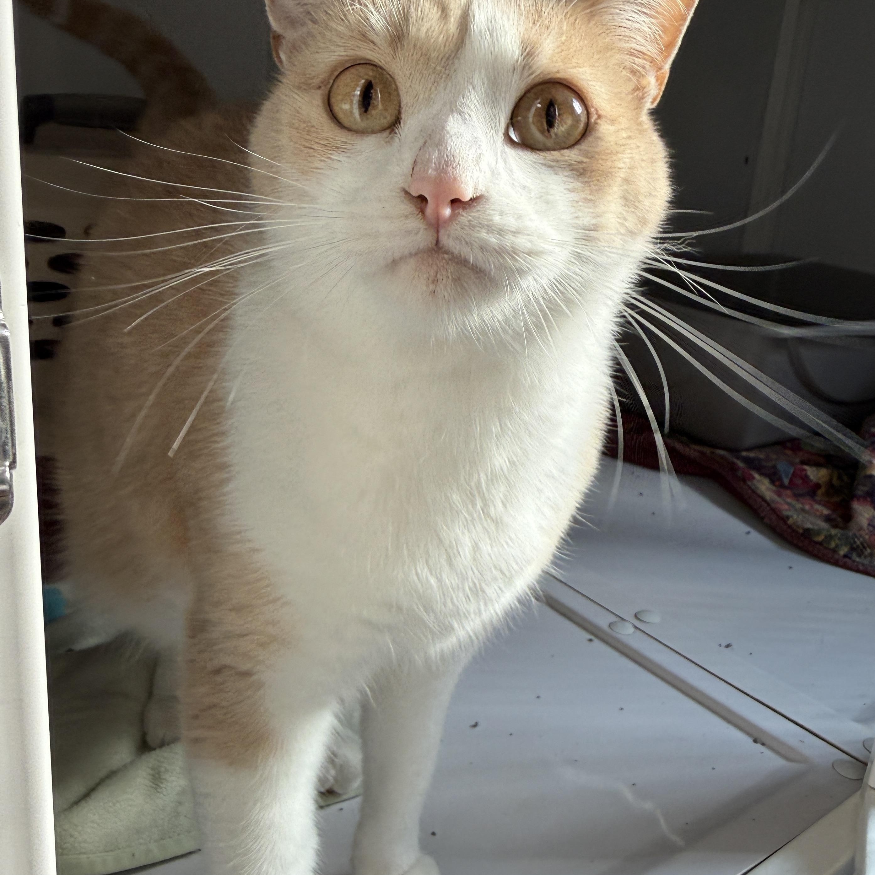 Enlarge Amelia & Dizzy, a Adoptable Domestic Short Hair in Oconto, WI image 3/3