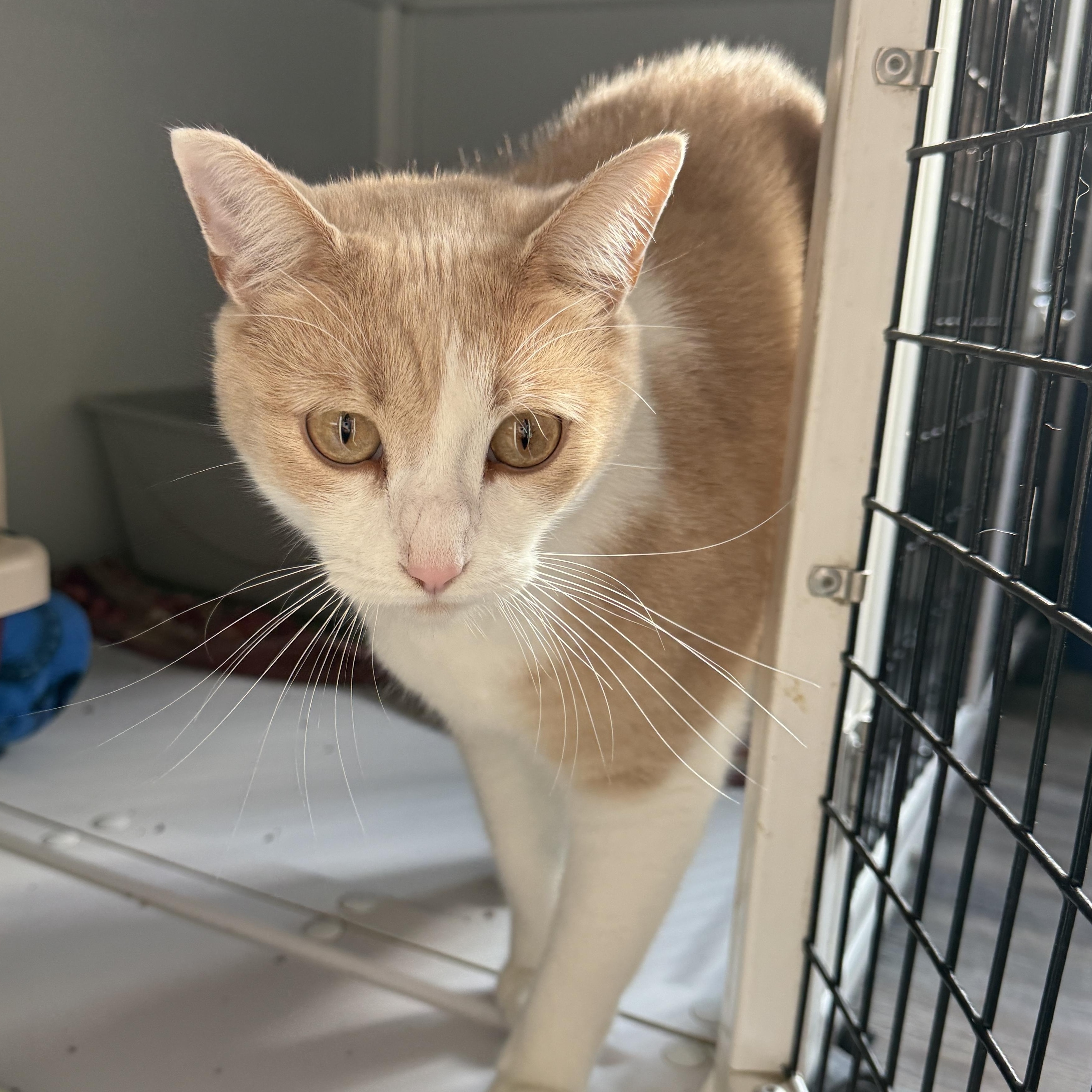 Enlarge Amelia & Dizzy, a Adoptable Domestic Short Hair in Oconto, WI image 2/3