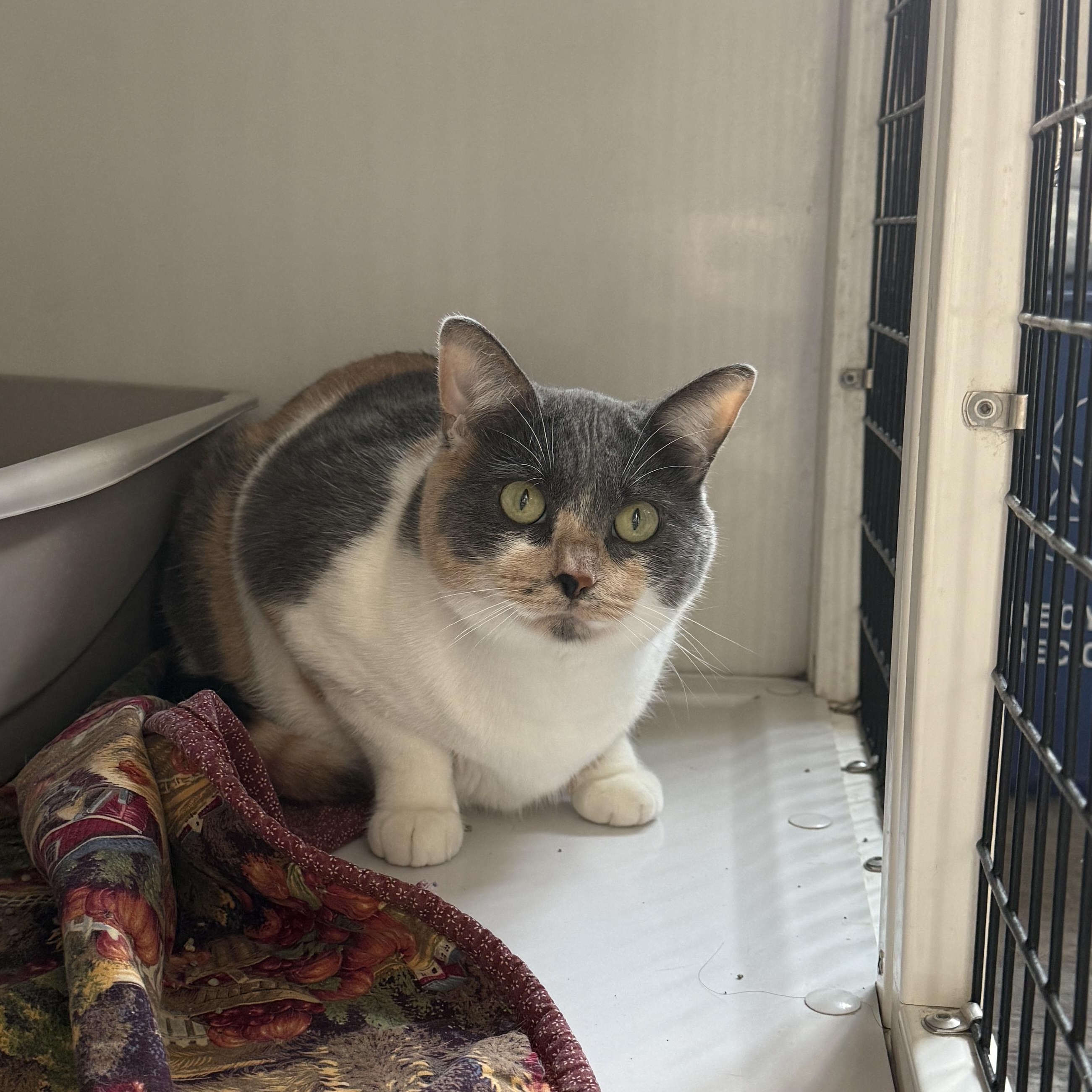 Enlarge Amelia & Dizzy, a Adoptable Domestic Short Hair in Oconto, WI image 1/3