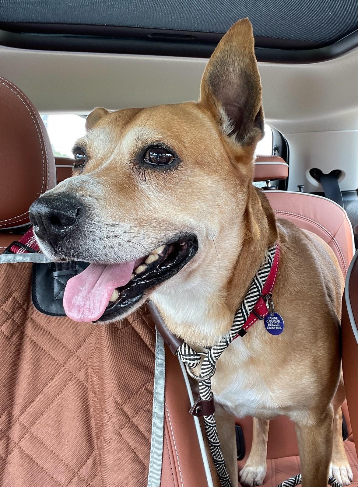 Enlarge Ollie, a Adoptable mixed breed in Tucker, GA image 4/6