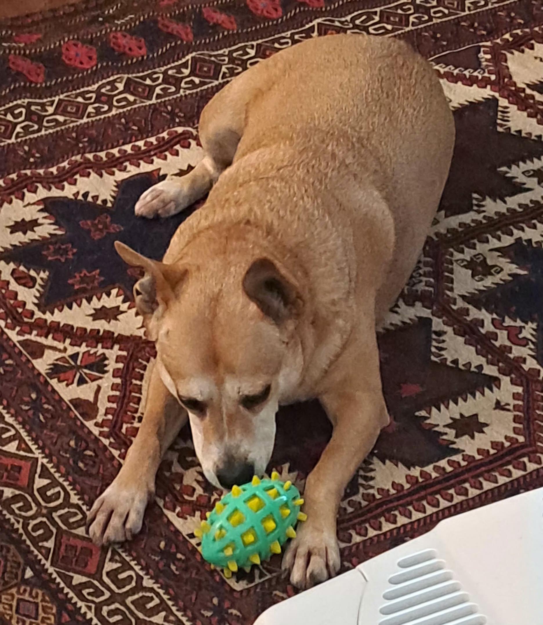 Enlarge Ollie, a Adoptable mixed breed in Tucker, GA image 3/6