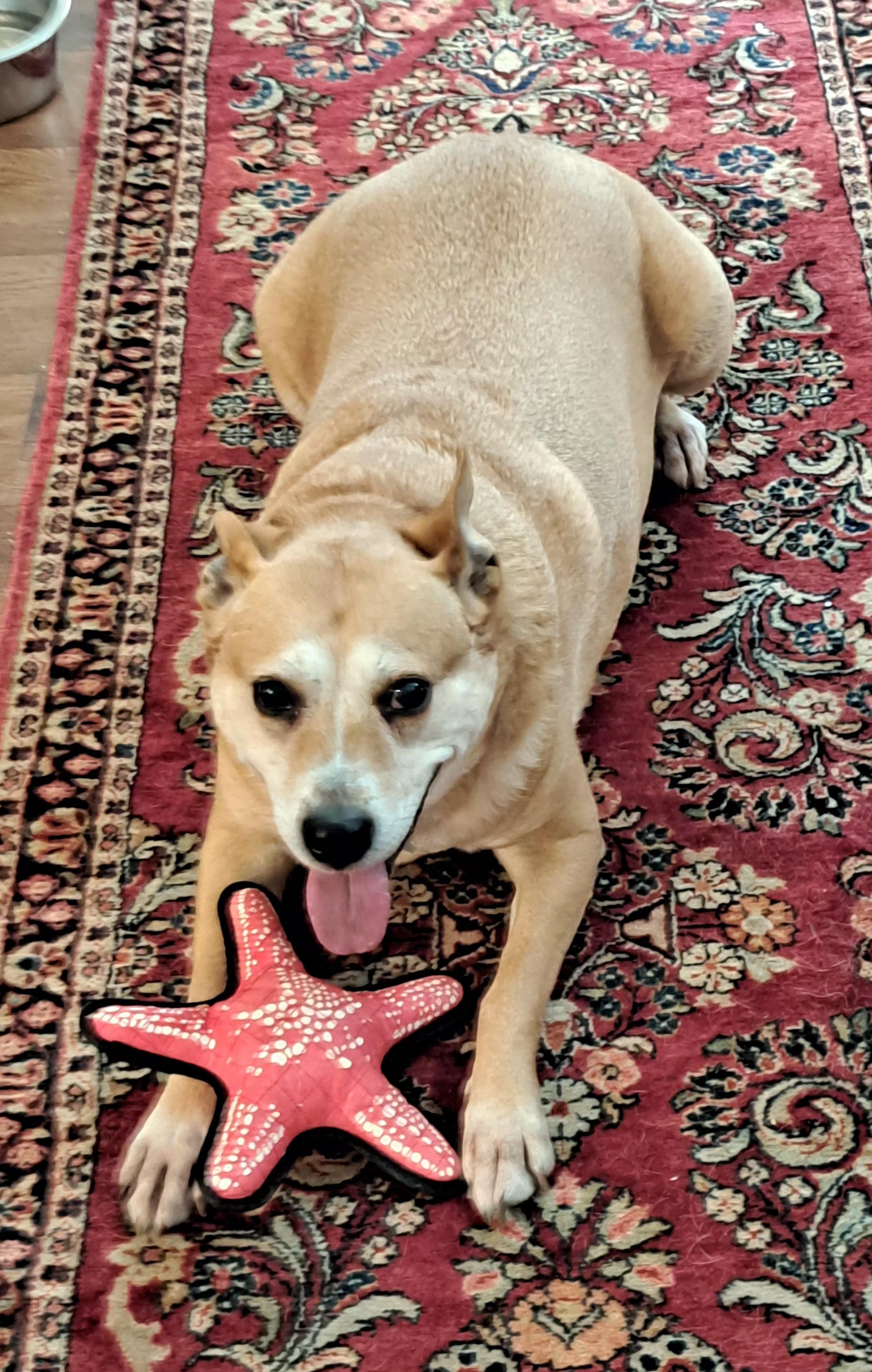 Ollie, Adoptable, Adult Male Labrador Retriever.