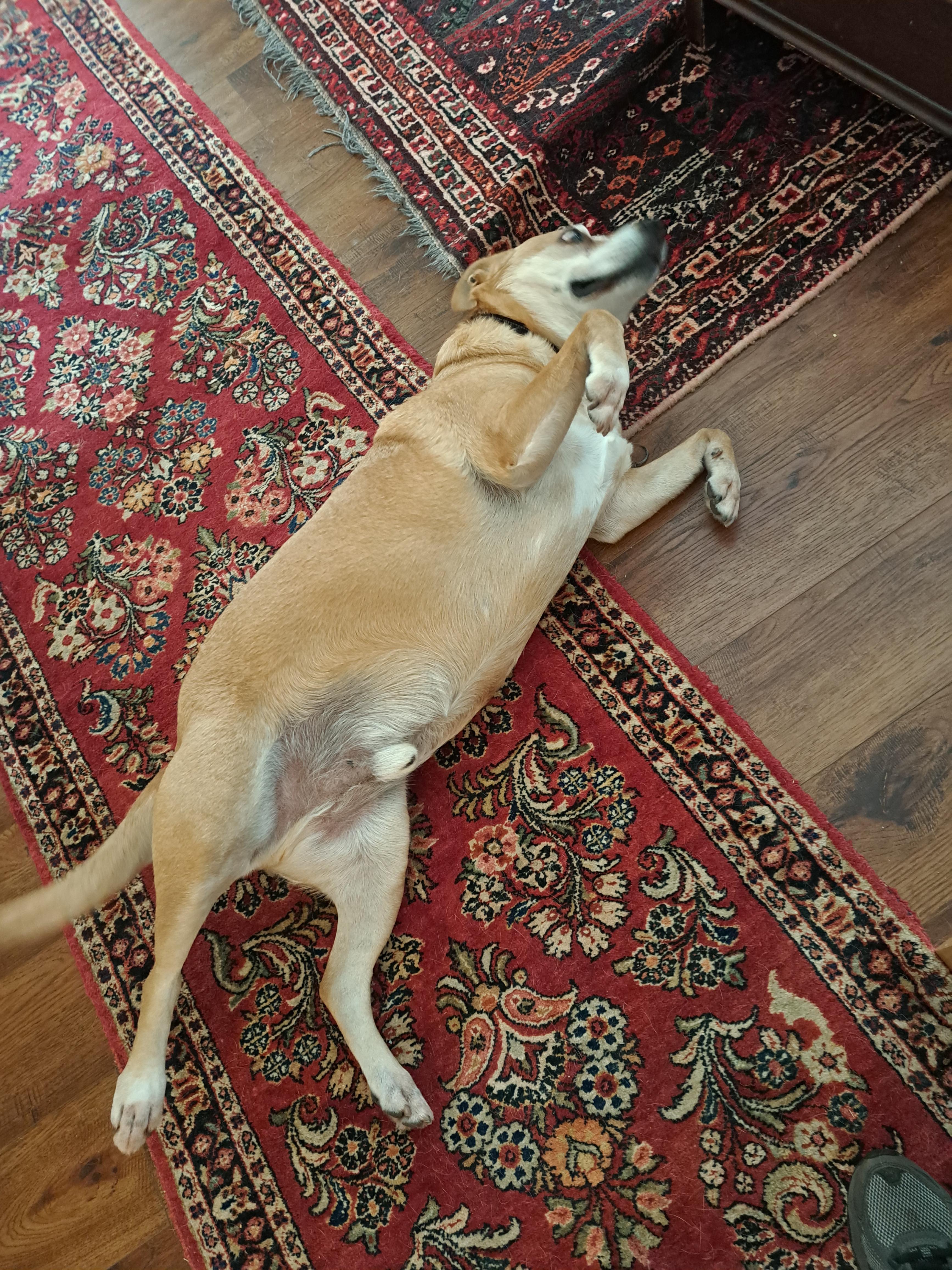 Enlarge Ollie, a Adoptable mixed breed in Tucker, GA image 5/6