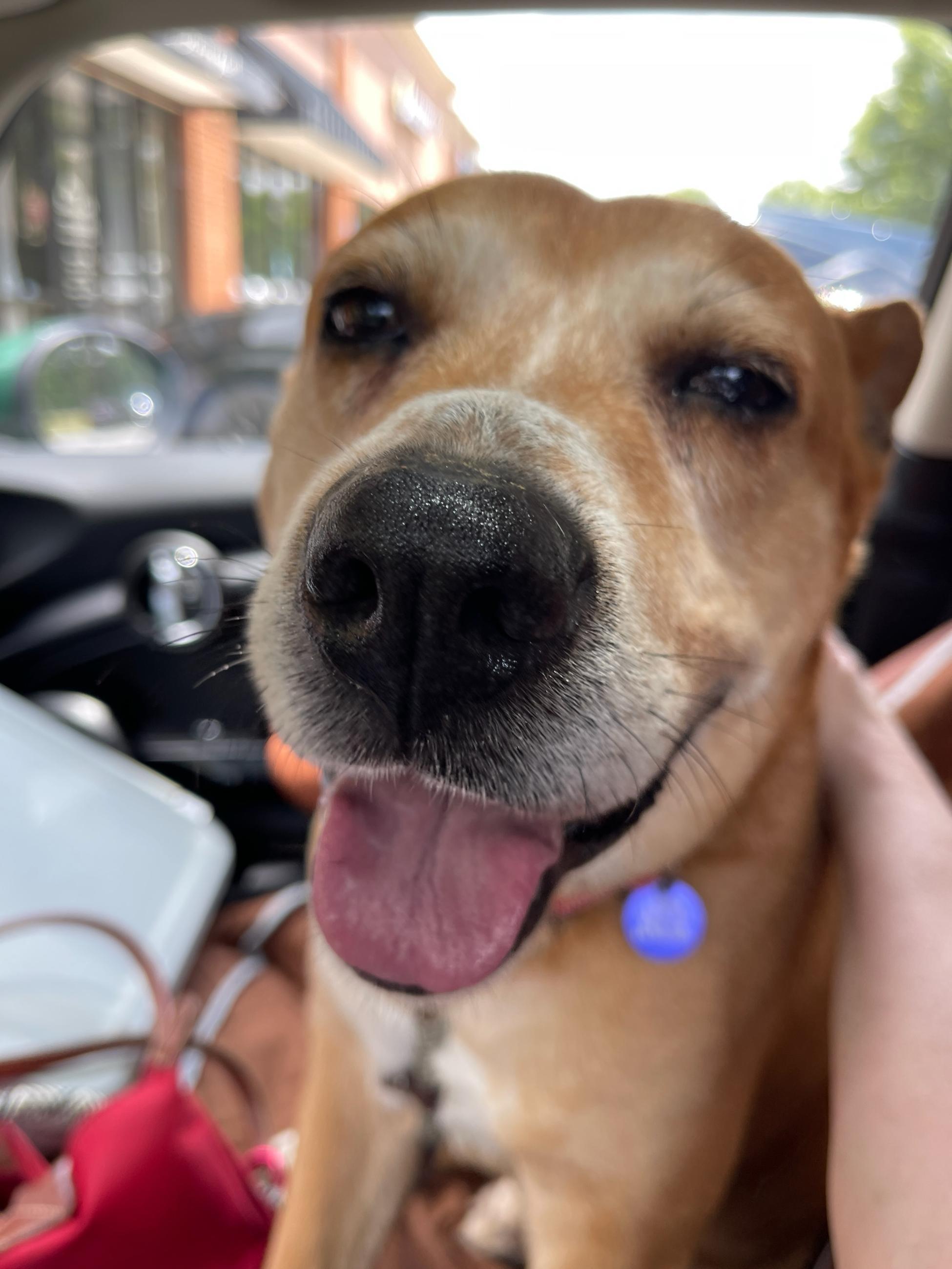 Enlarge Ollie, a Adoptable mixed breed in Tucker, GA image 2/6