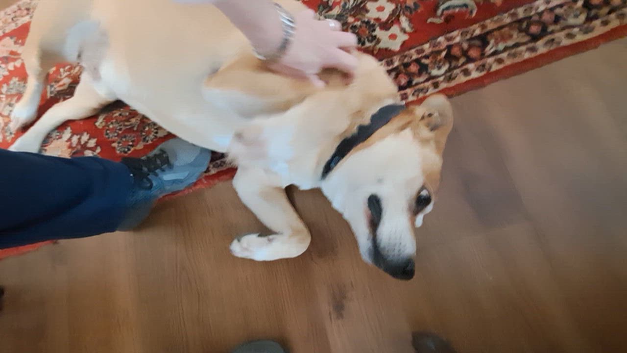 Enlarge Ollie, a Adoptable mixed breed in Tucker, GA video 6/6