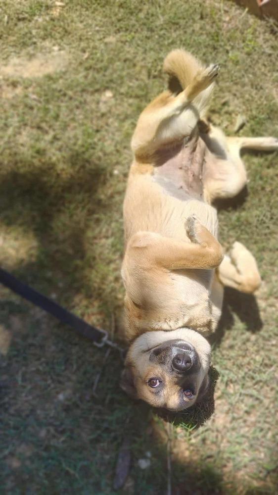 Lolis, a Adoptable mixed breed in Commerce City, CO image 3/6