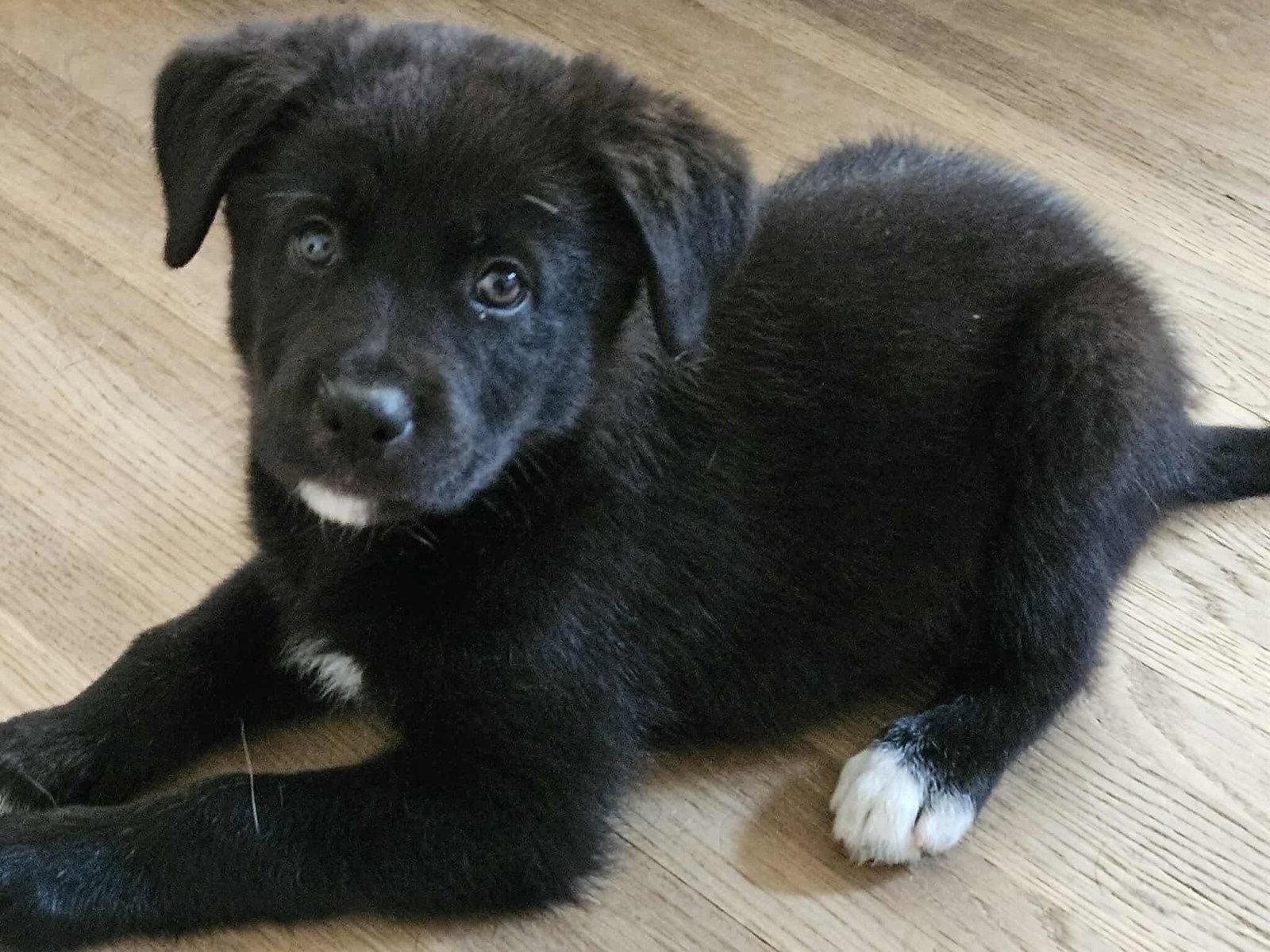 Flynn - Anniversary, Adoptable, Puppy Male Newfoundland Dog & Shepherd.