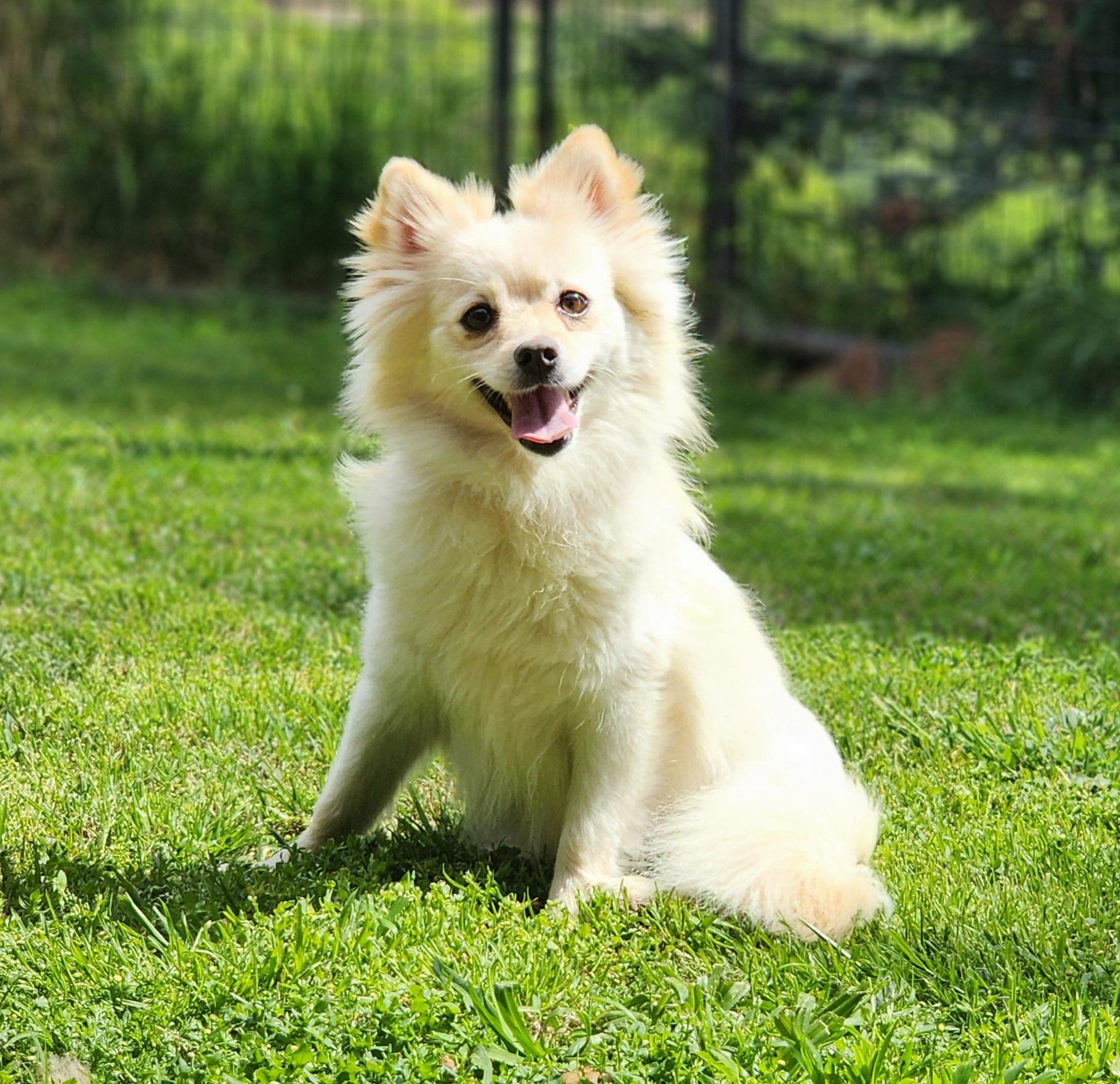 Ember, Young Female Pomeranian