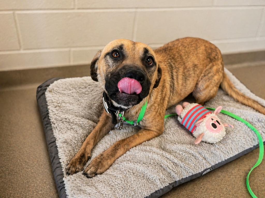SPINX, Adoptable, Young Male Mixed Breed.
