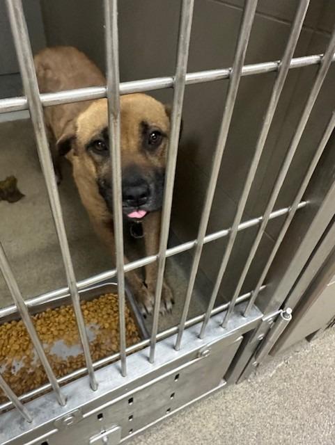 Enlarge SPINX, a Adoptable mixed breed in Rome, GA image 2/2