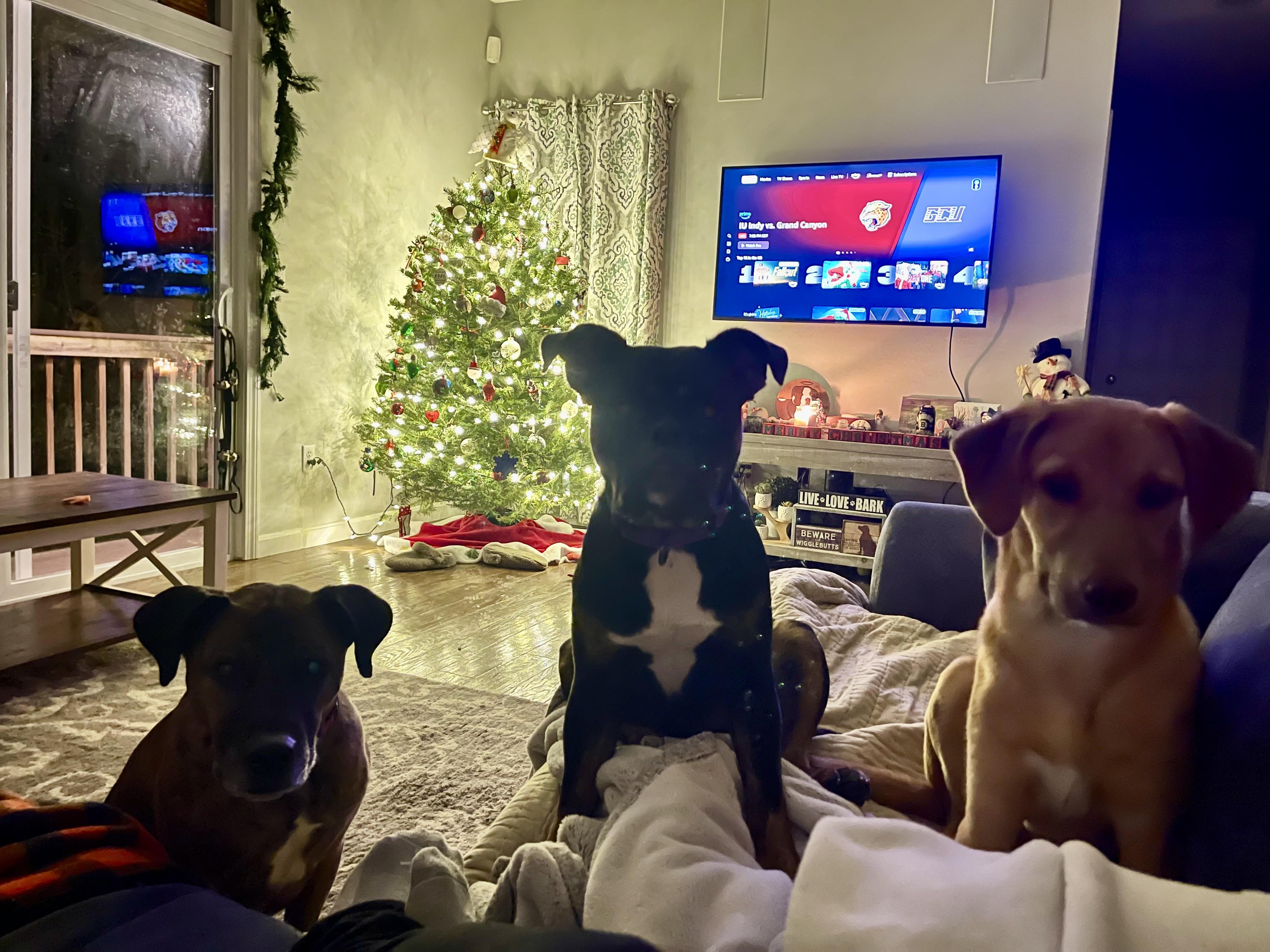 Enlarge Jackie, a Adoptable mixed breed in Portland, ME image 4/6