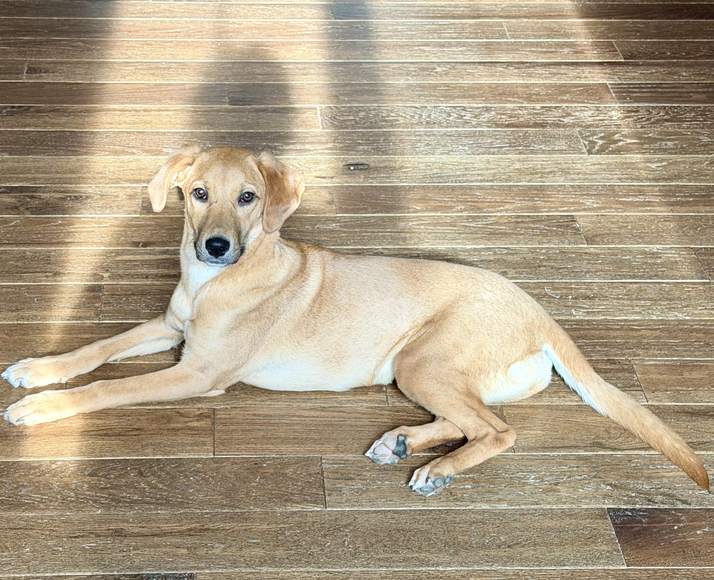 Enlarge Jackie, a Adoptable mixed breed in Portland, ME image 6/6