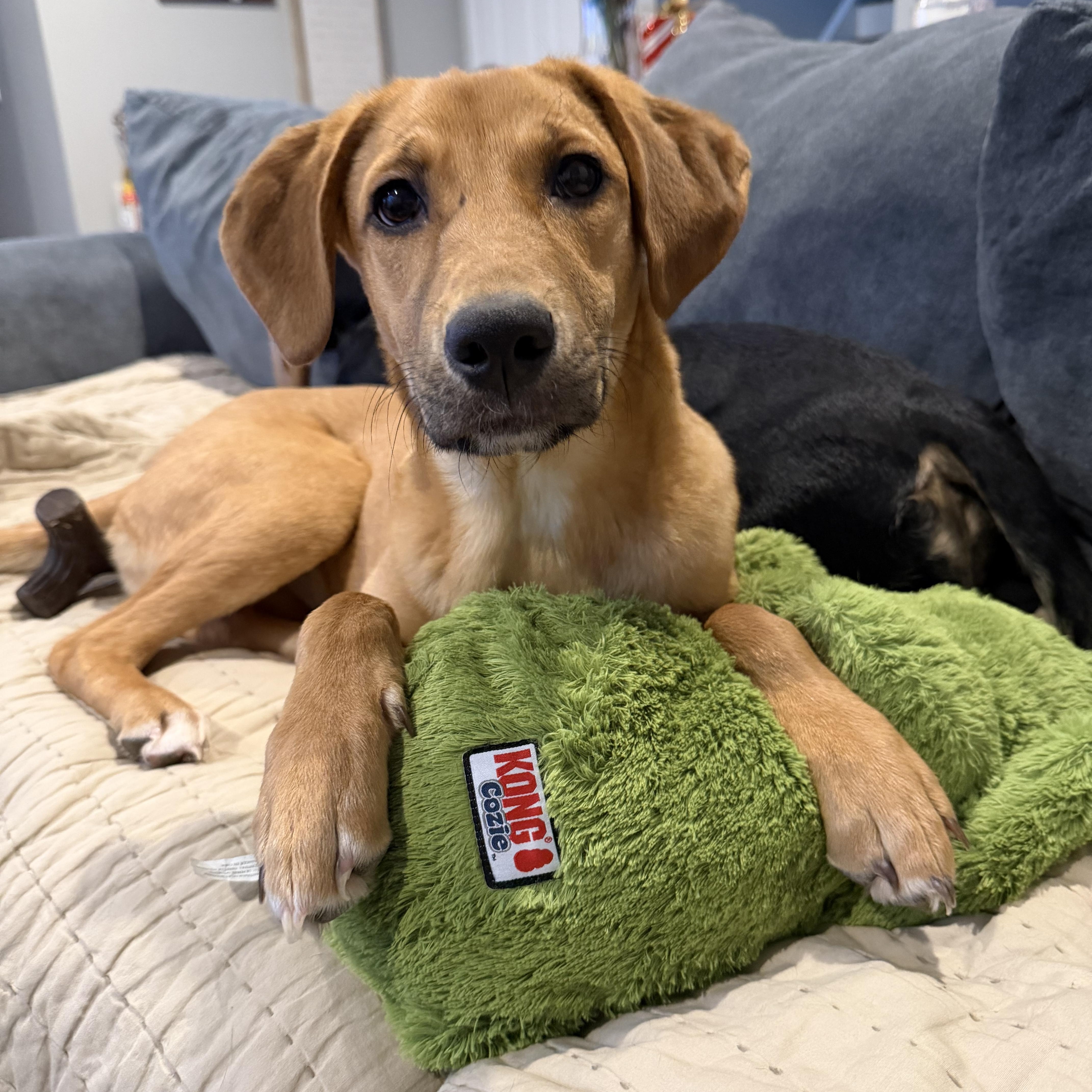 Enlarge Jackie, a Adoptable mixed breed in Portland, ME image 1/6