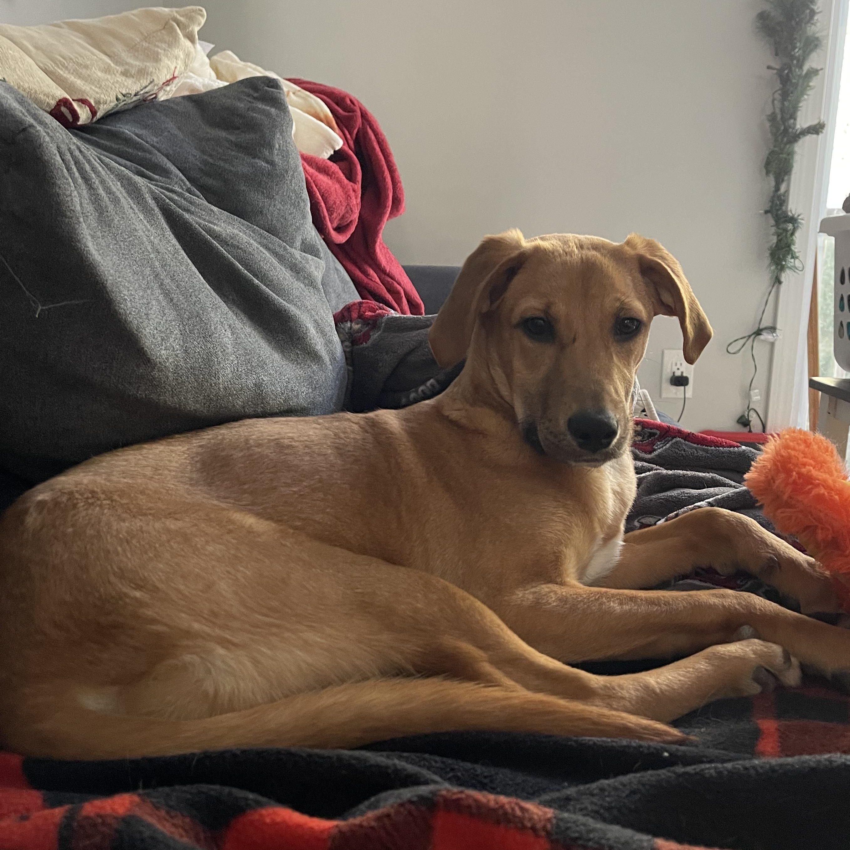 Enlarge Jackie, a Adoptable mixed breed in Portland, ME image 5/6