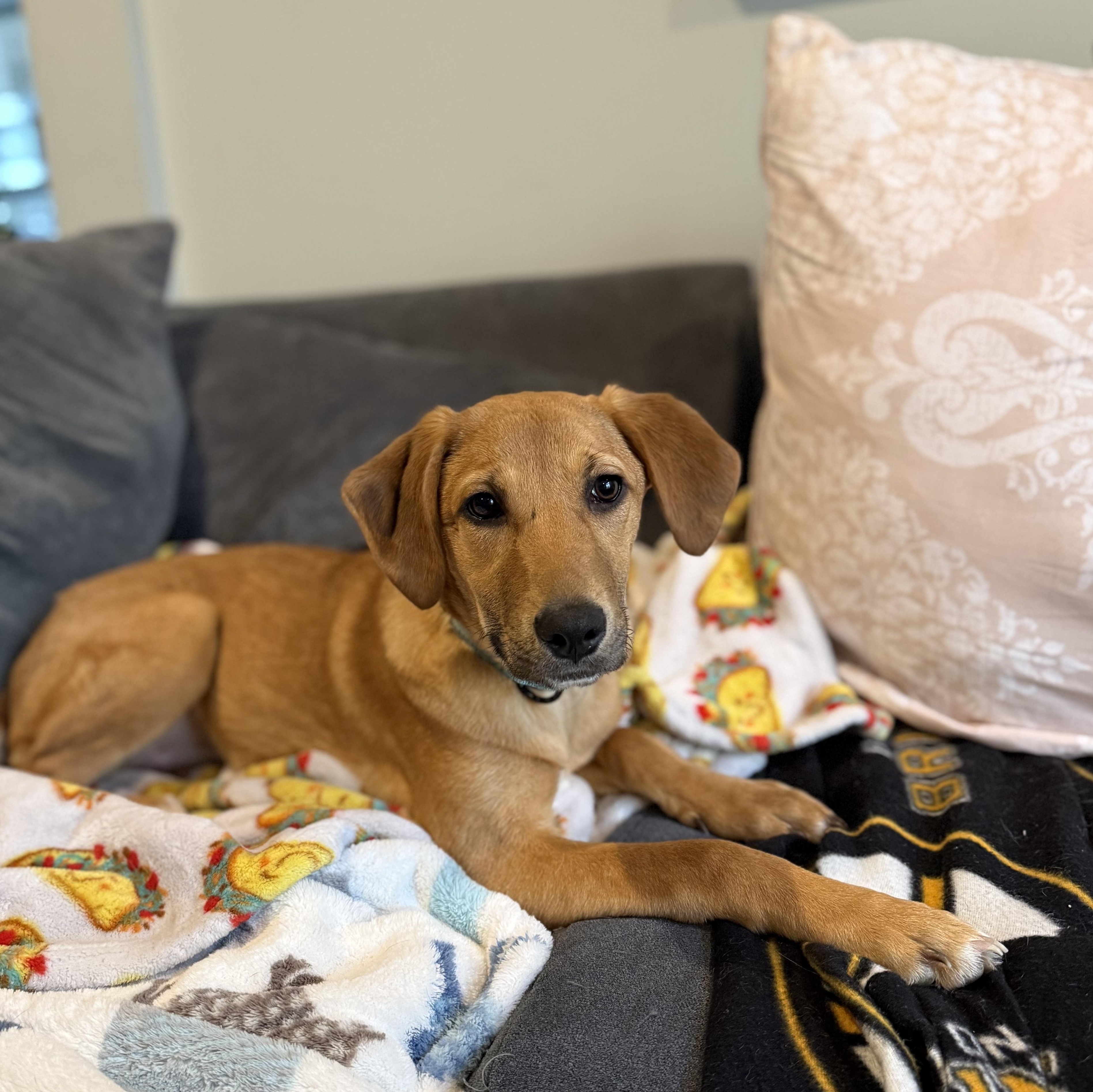 Enlarge Jackie, a Adoptable mixed breed in Portland, ME image 2/6